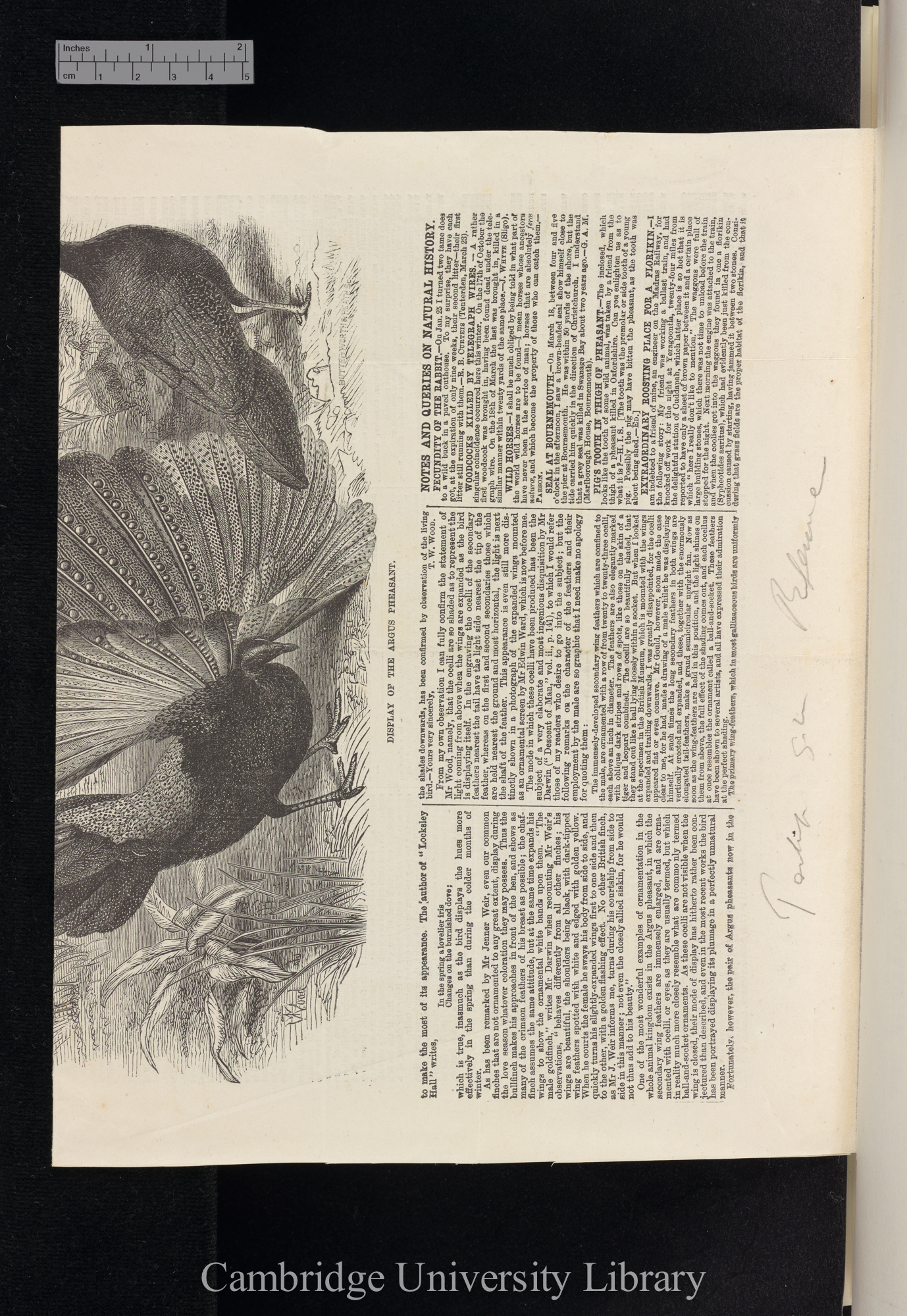 Tegetmeier, William Bernhard. Display of the argus pheasant &#39;Field&#39;: 296