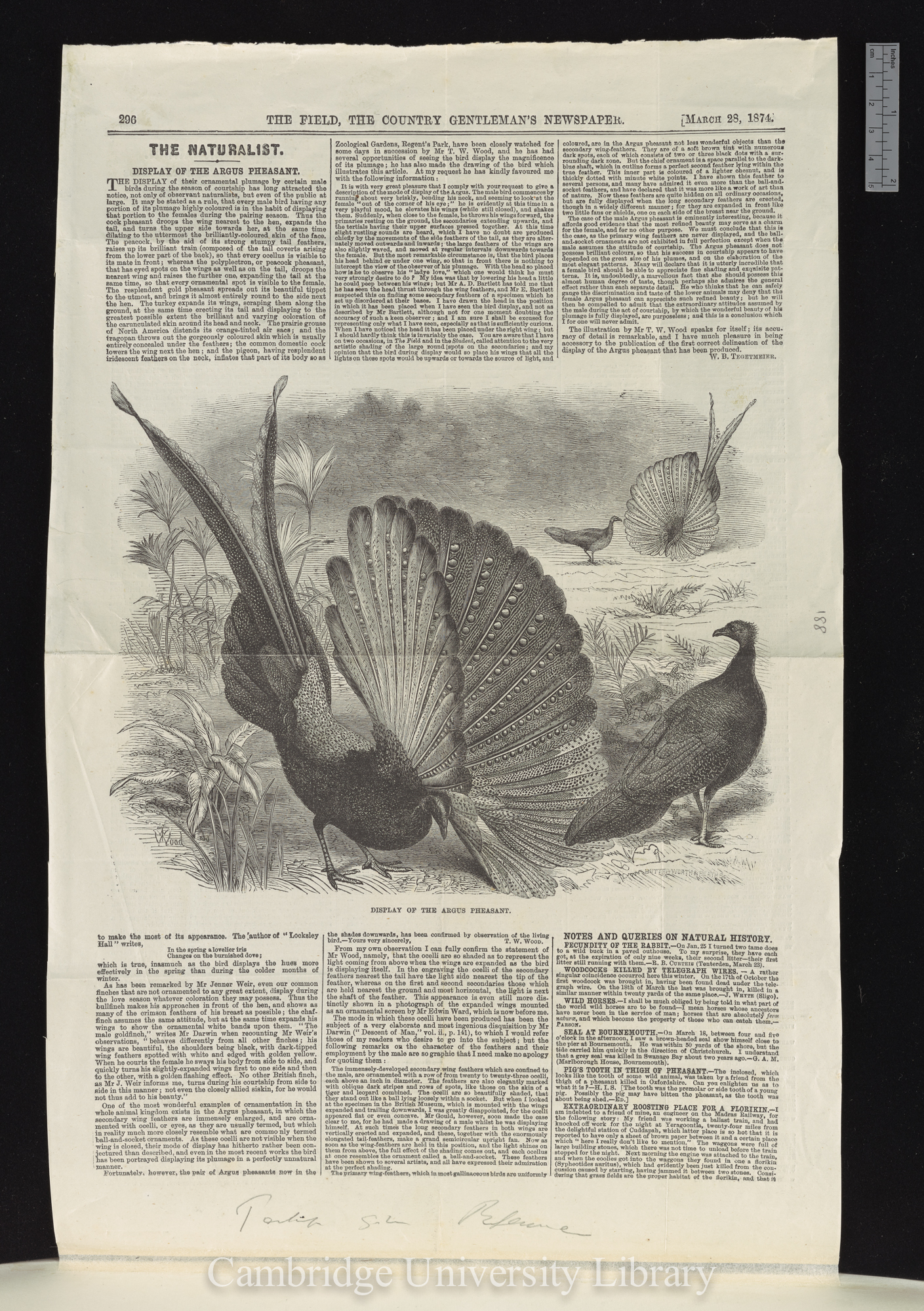 Tegetmeier, William Bernhard. Display of the argus pheasant &#39;Field&#39;: 296