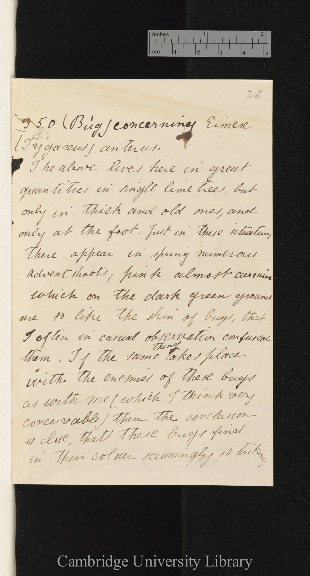 [Hermann Hoffmann] to Charles Robert Darwin