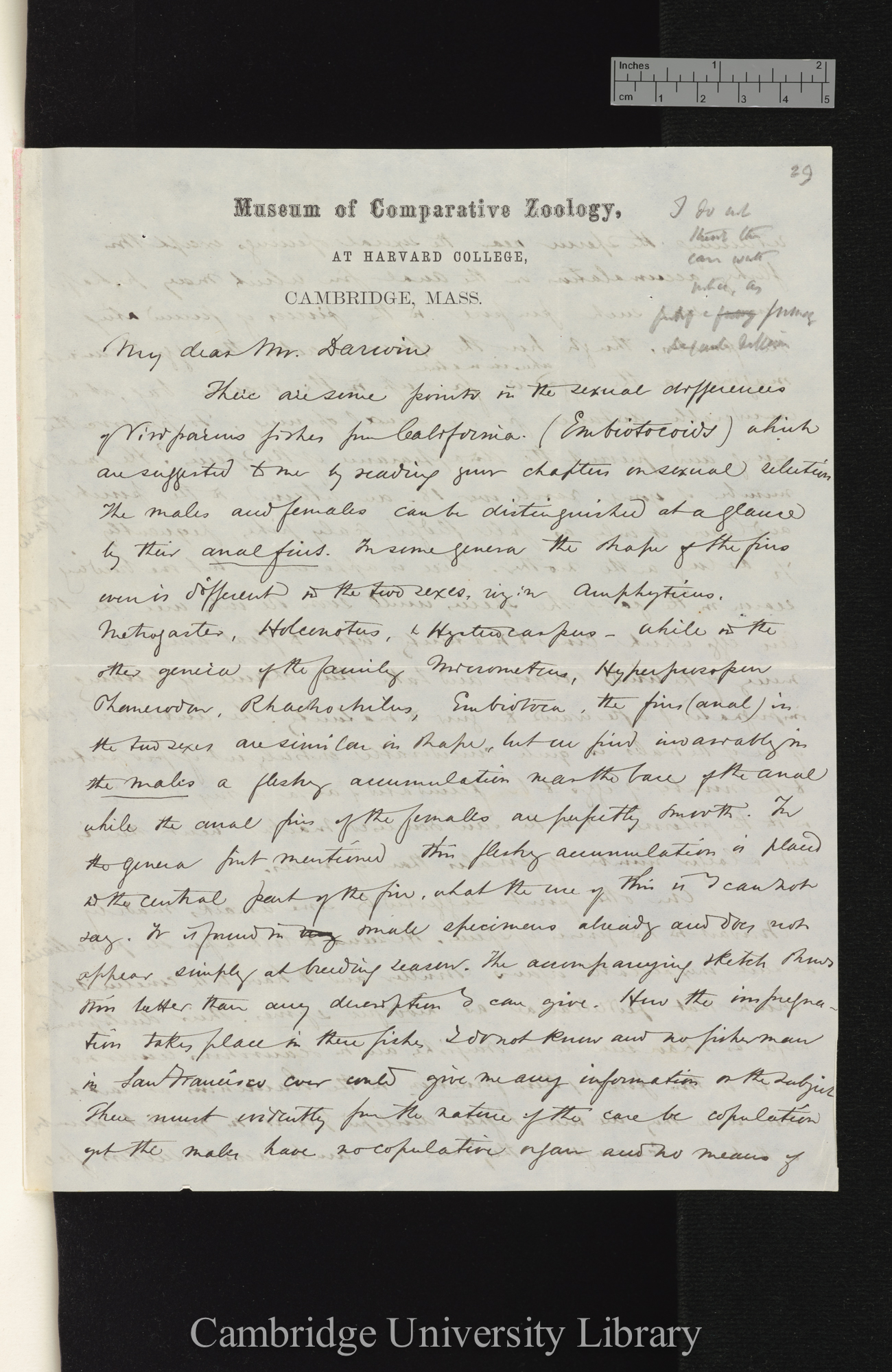 Alexander Agassiz to Charles Robert Darwin