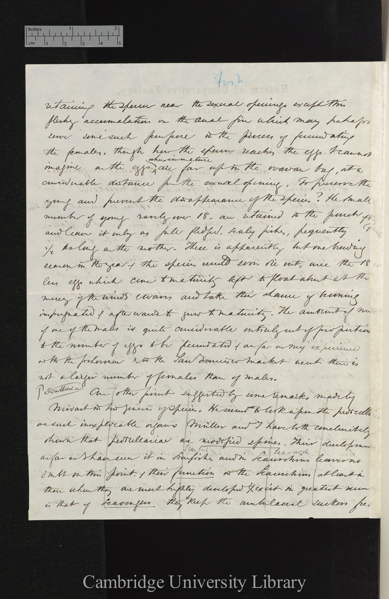 Alexander Agassiz to Charles Robert Darwin