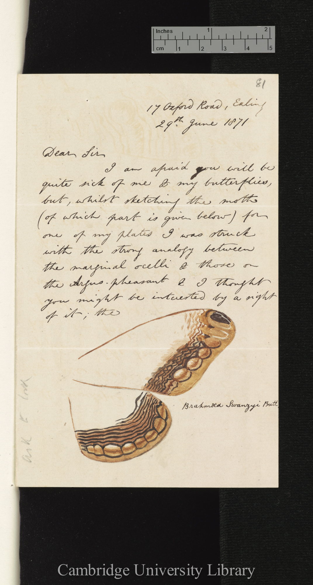 Arthur Gardiner Butler to Charles Robert Darwin