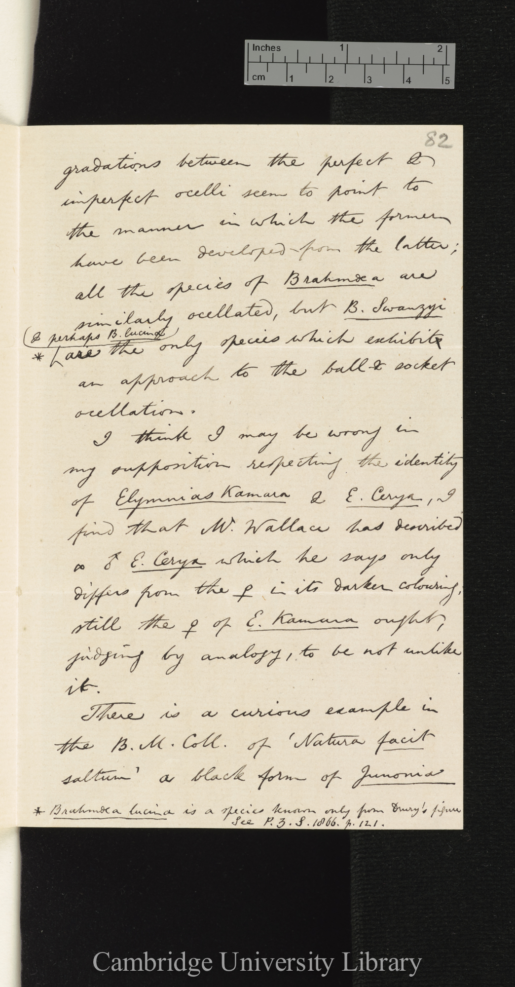 Arthur Gardiner Butler to Charles Robert Darwin