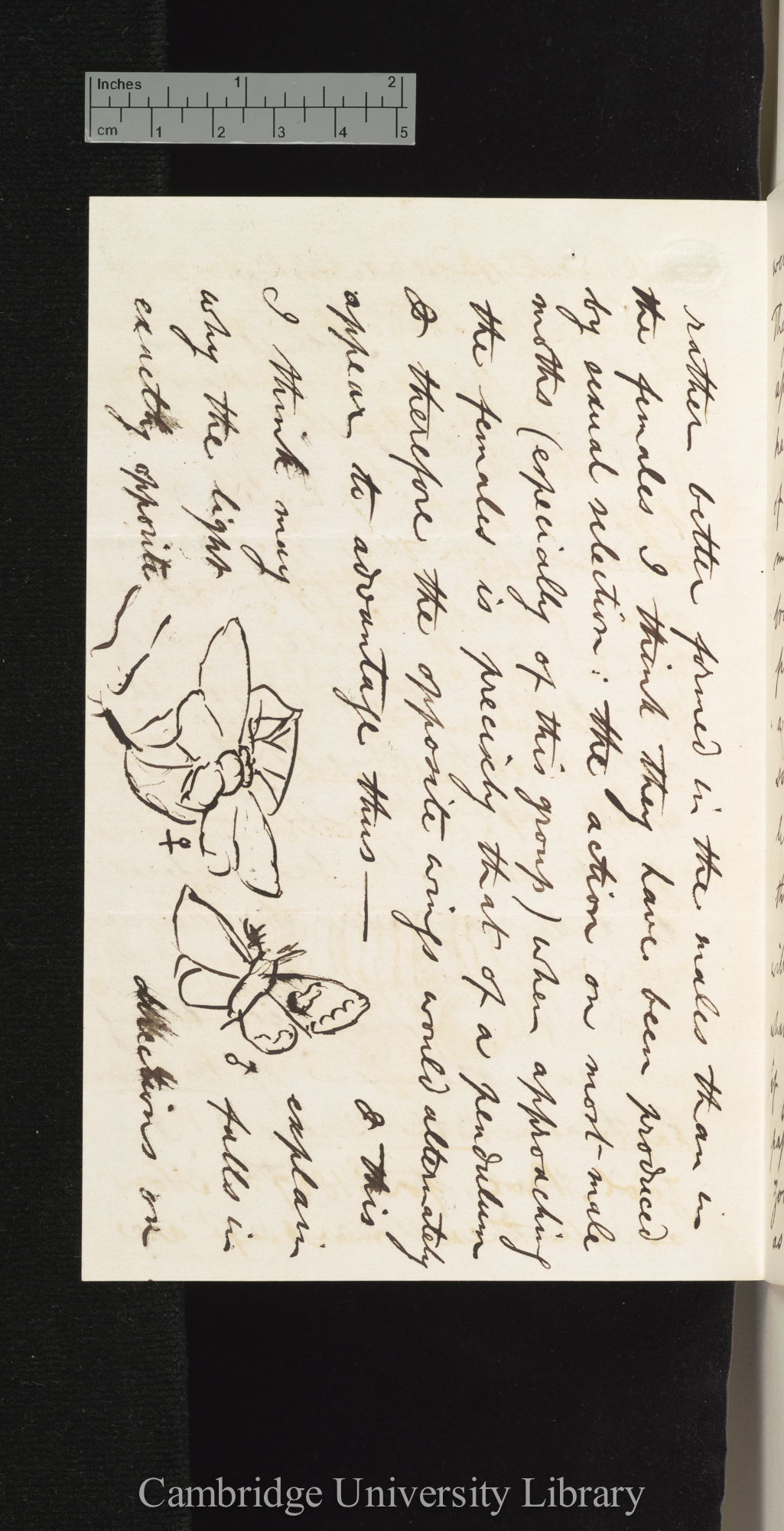 Arthur Gardiner Butler to Charles Robert Darwin