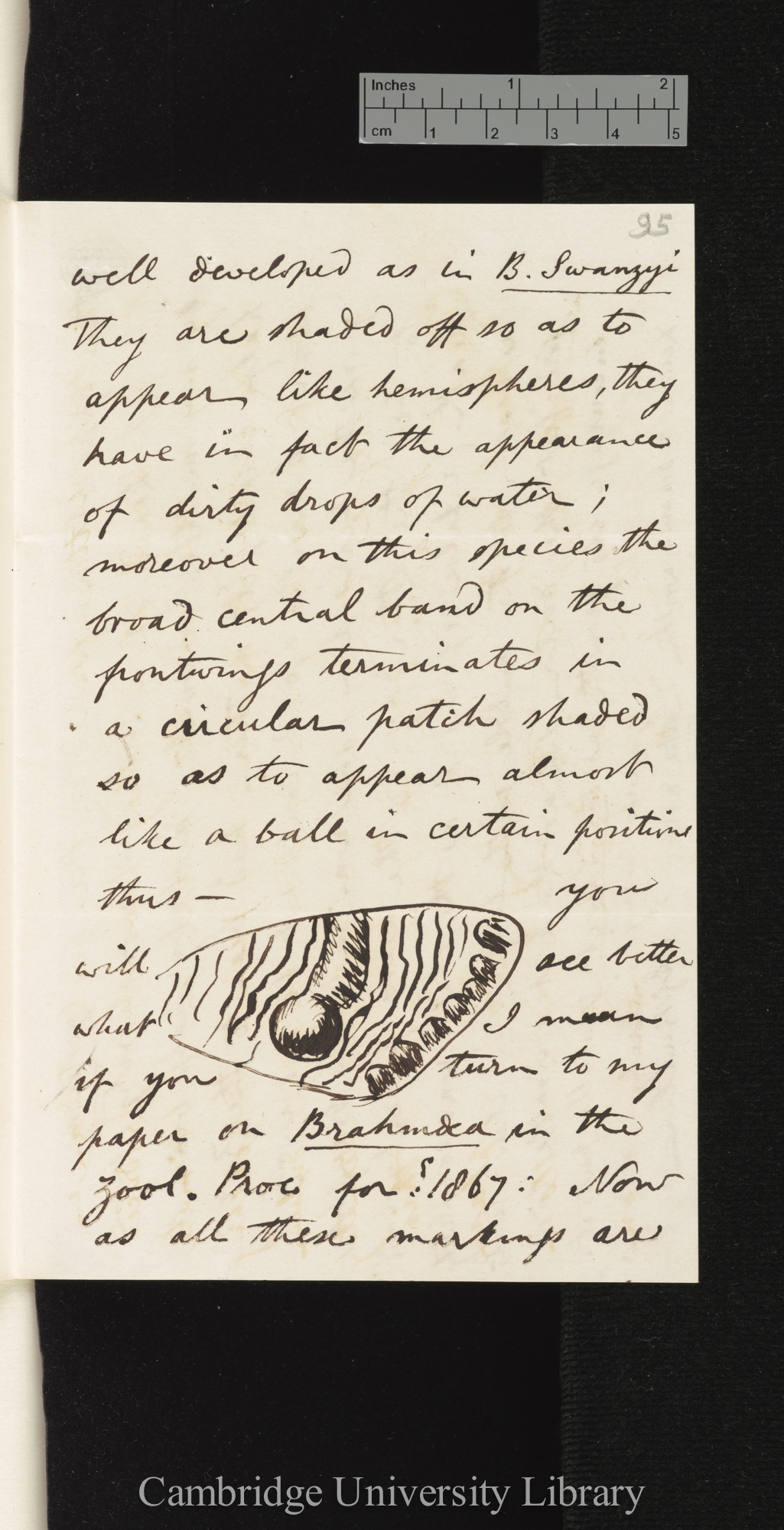 Arthur Gardiner Butler to Charles Robert Darwin