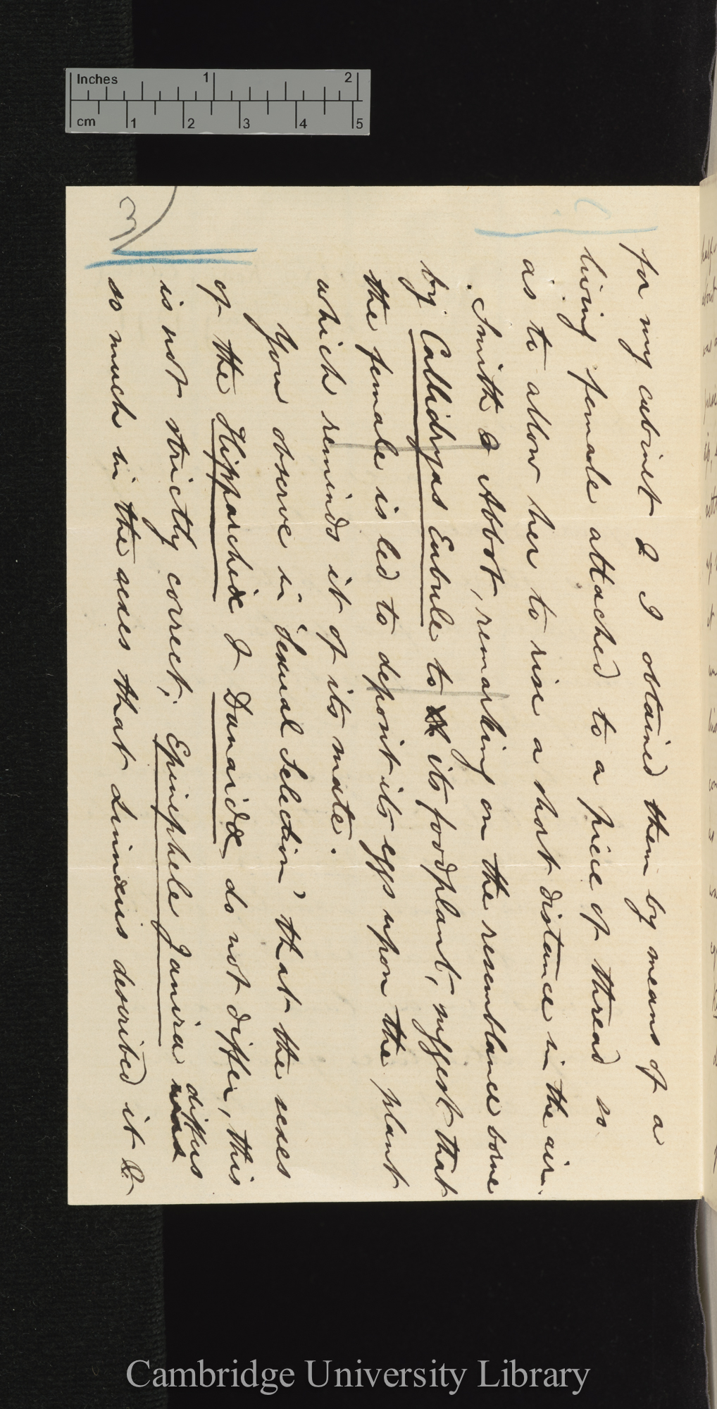 Arthur Gardiner Butler to Charles Robert Darwin