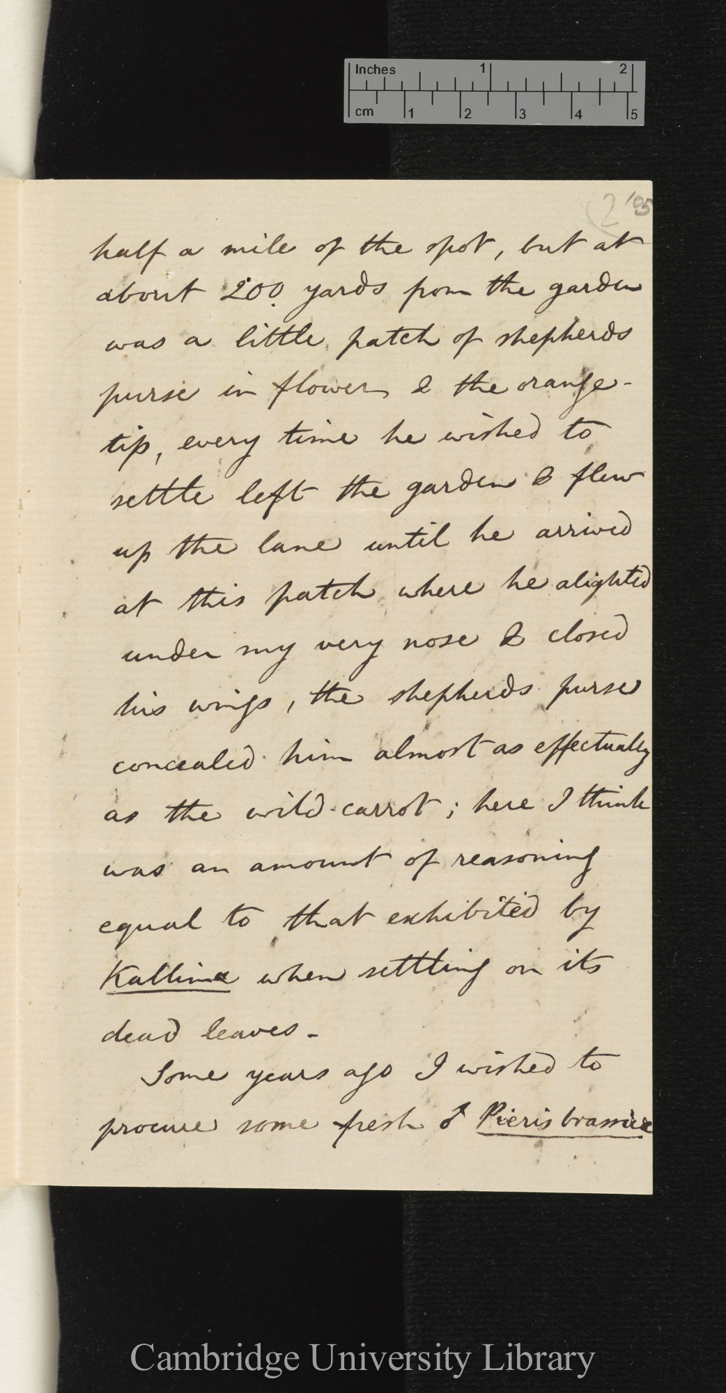 Arthur Gardiner Butler to Charles Robert Darwin