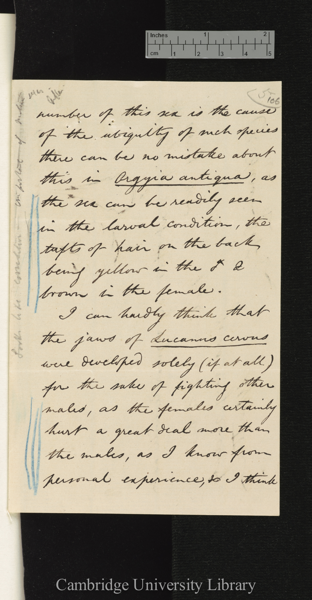 Arthur Gardiner Butler to Charles Robert Darwin