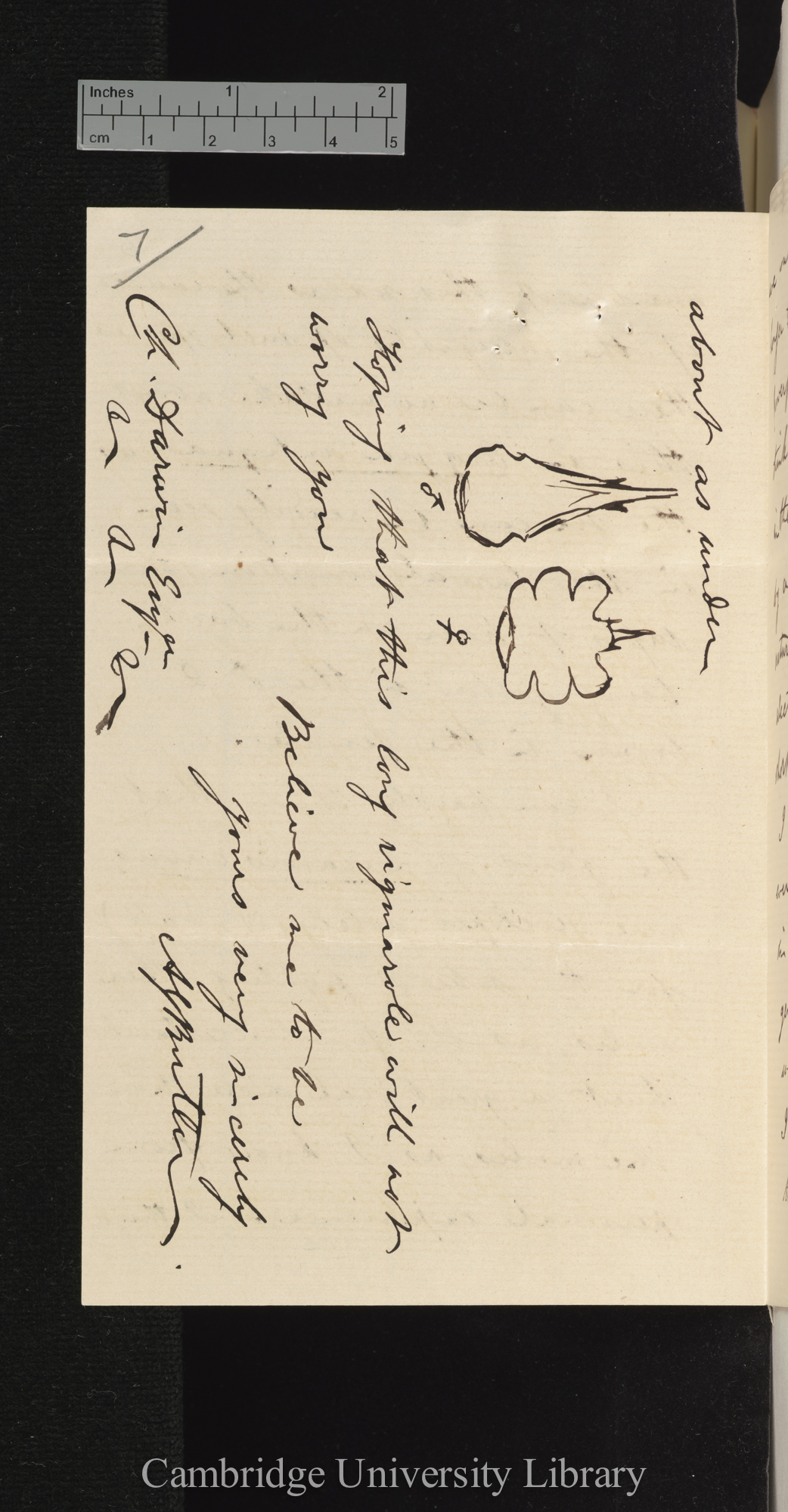 Arthur Gardiner Butler to Charles Robert Darwin