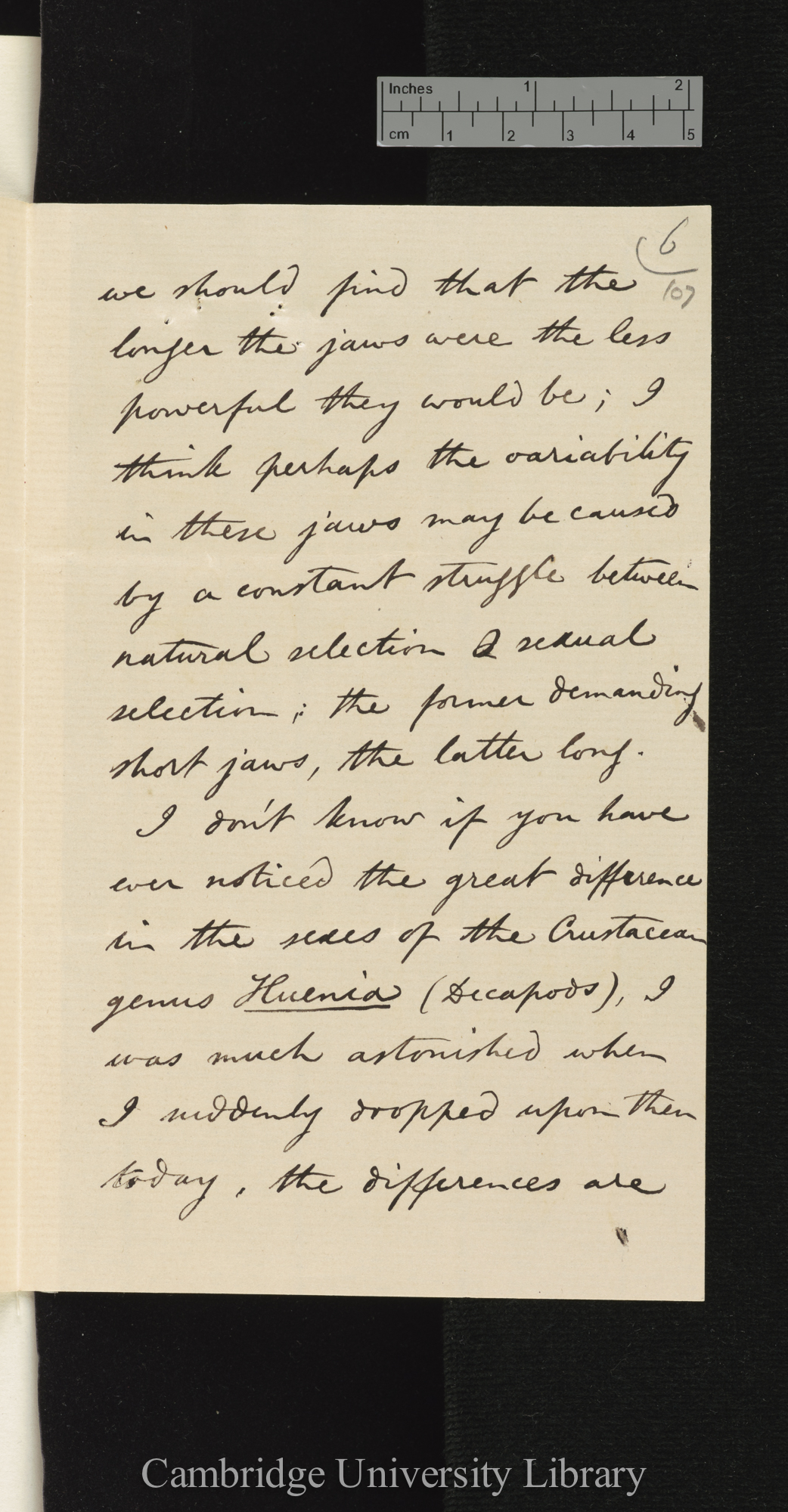 Arthur Gardiner Butler to Charles Robert Darwin