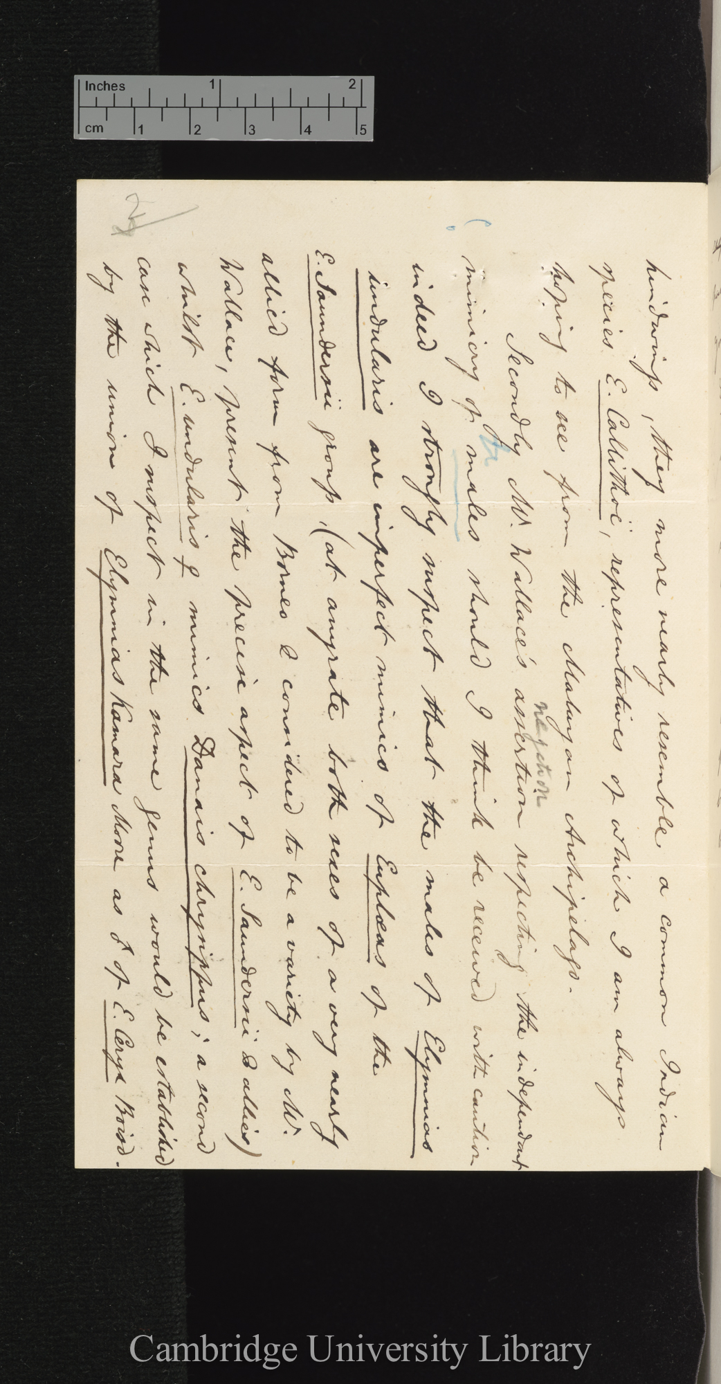 Arthur Gardiner Butler to Charles Robert Darwin