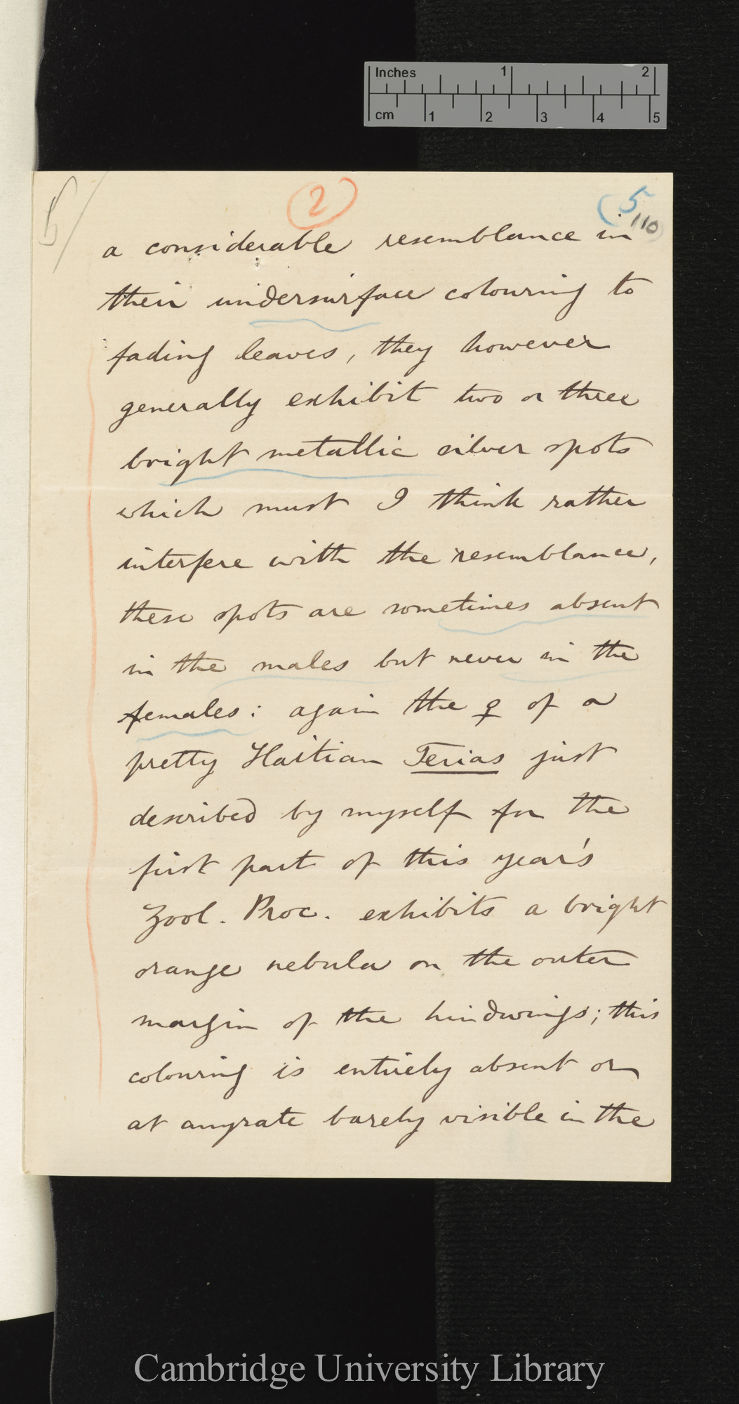 Arthur Gardiner Butler to Charles Robert Darwin