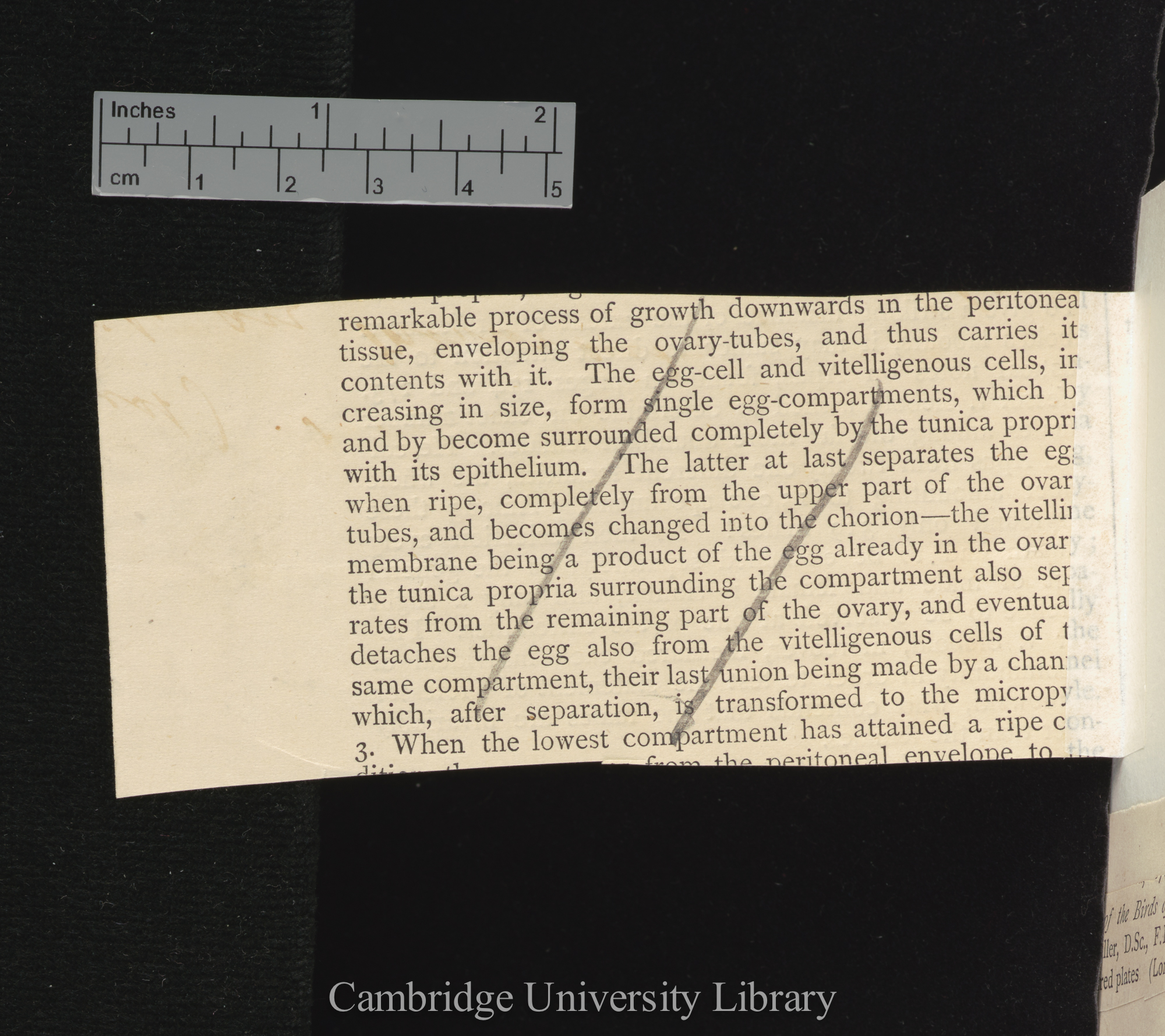 [unidentified]. Review of Siebold C T E von &#39;Beiträge zur Parthenogenesis&#39; &#39;[source unknown]&#39;: [fragment]