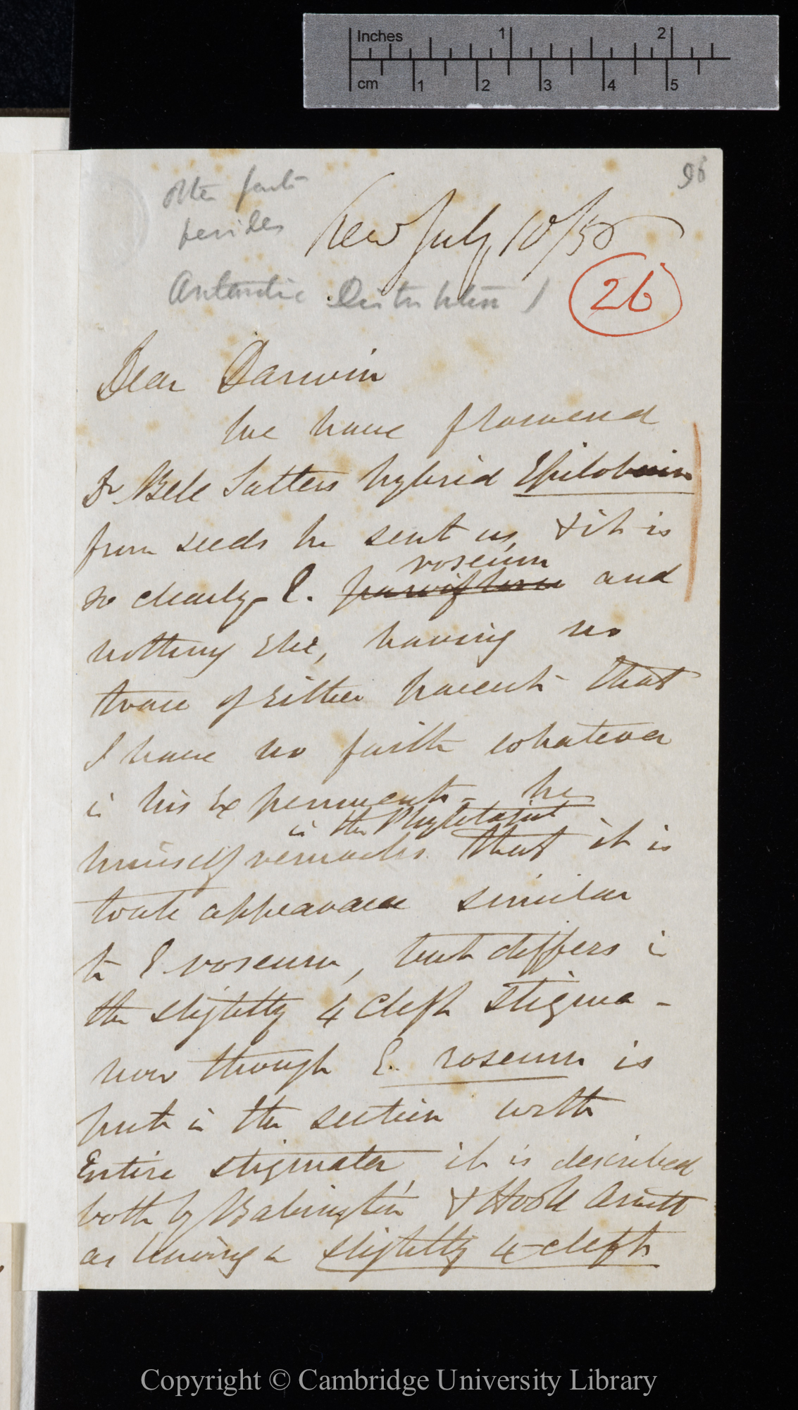 Letter from J. D. Hooker to C. R. Darwin   10 July 1856