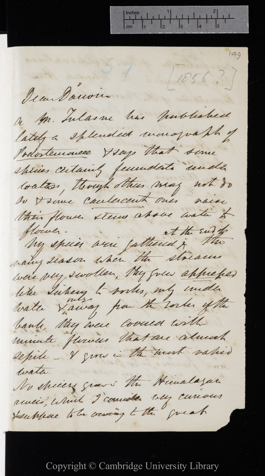 Letter from J. D. Hooker to C. R. Darwin   [early December 1856]