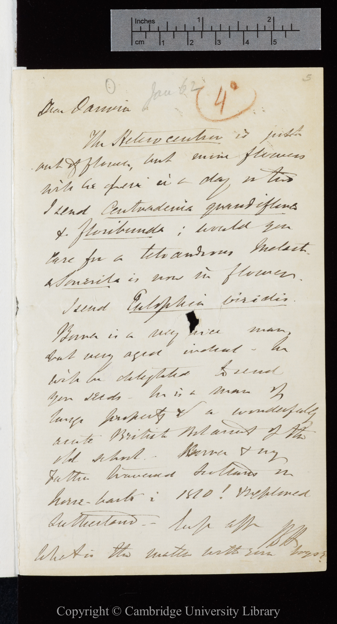 Letter from J. D. Hooker to C. R. Darwin   [1 January 1862]