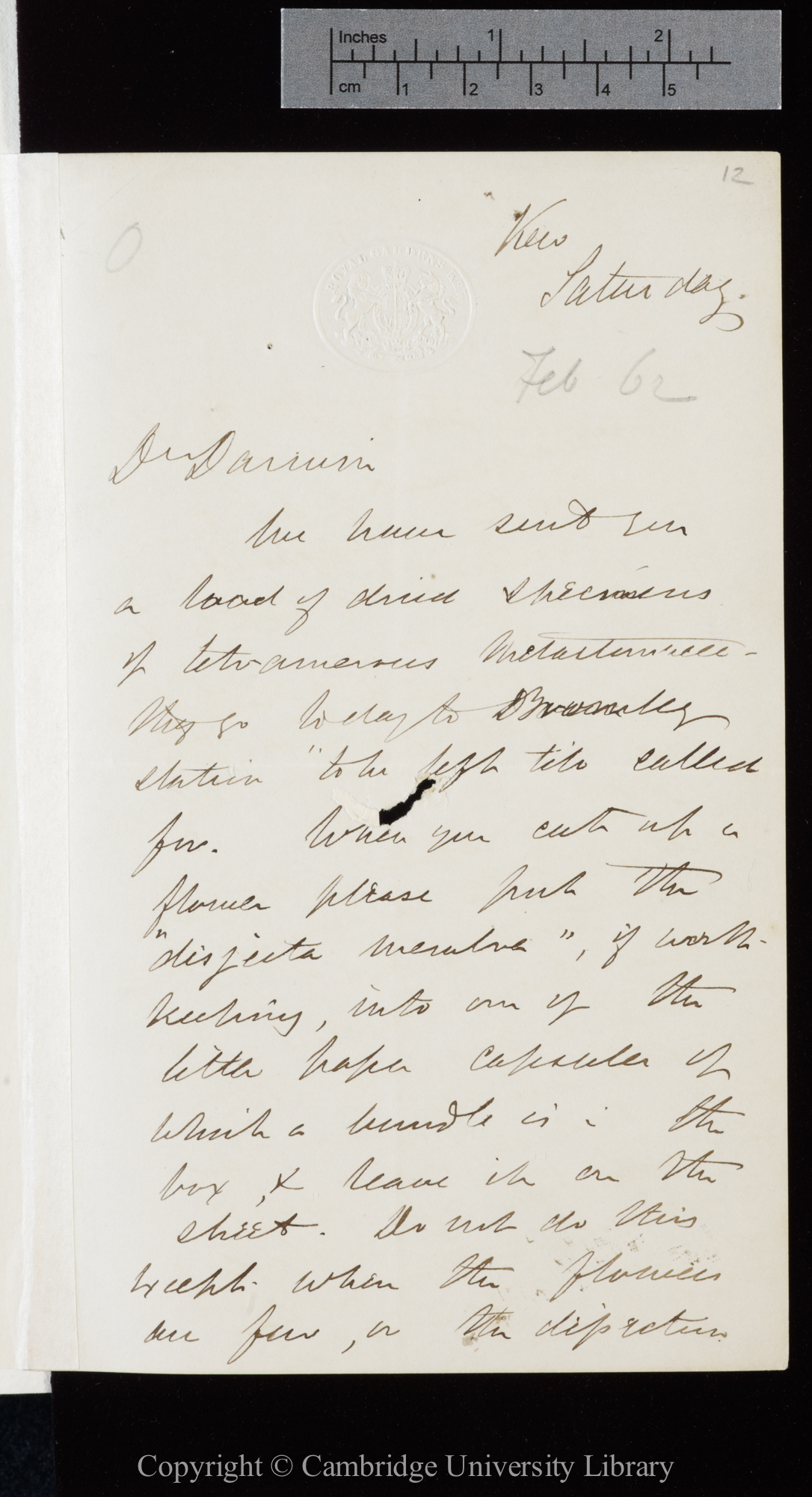 Letter from J. D. Hooker to C. R. Darwin   [8 February 1862]