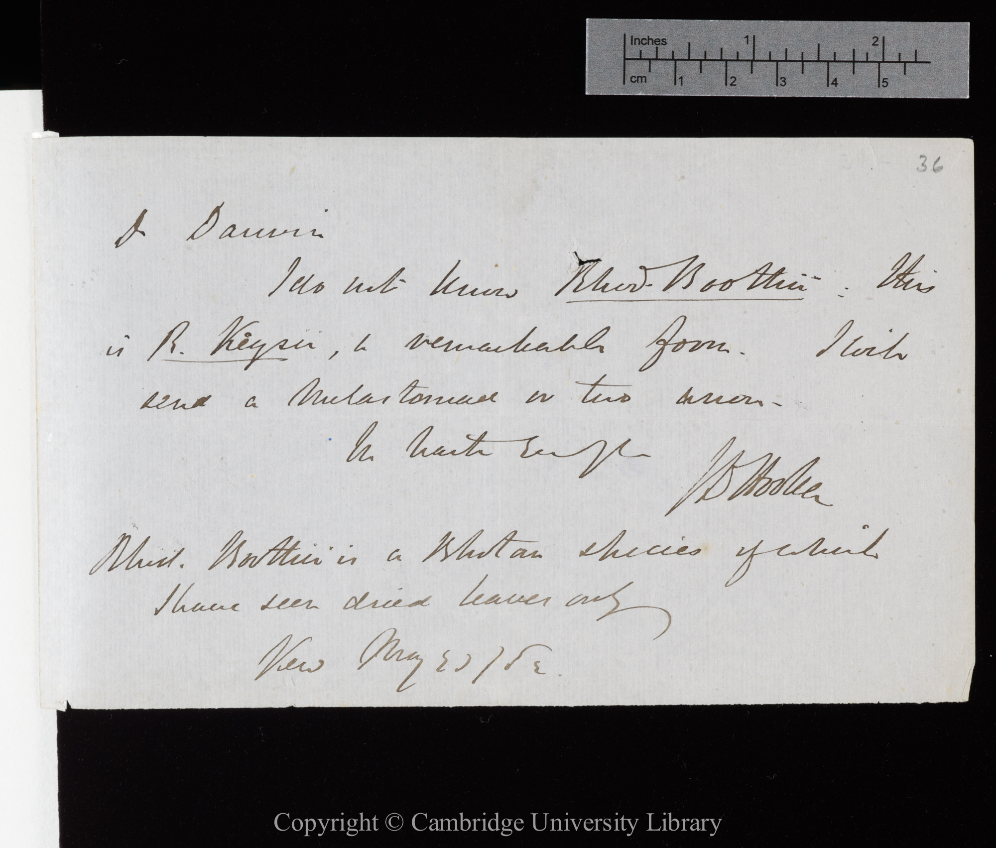 Letter from J. D. Hooker to C. R. Darwin   23 May 1862