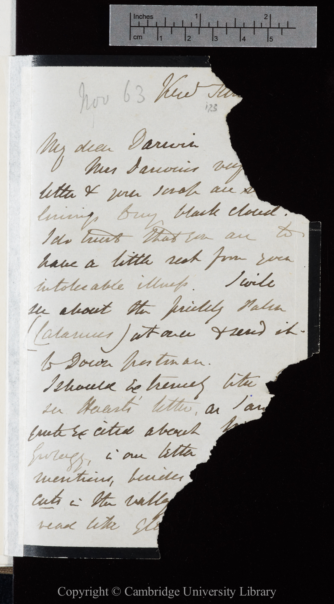 Letter from J. D. Hooker to C. R. Darwin   [1 or 3 November 1863]