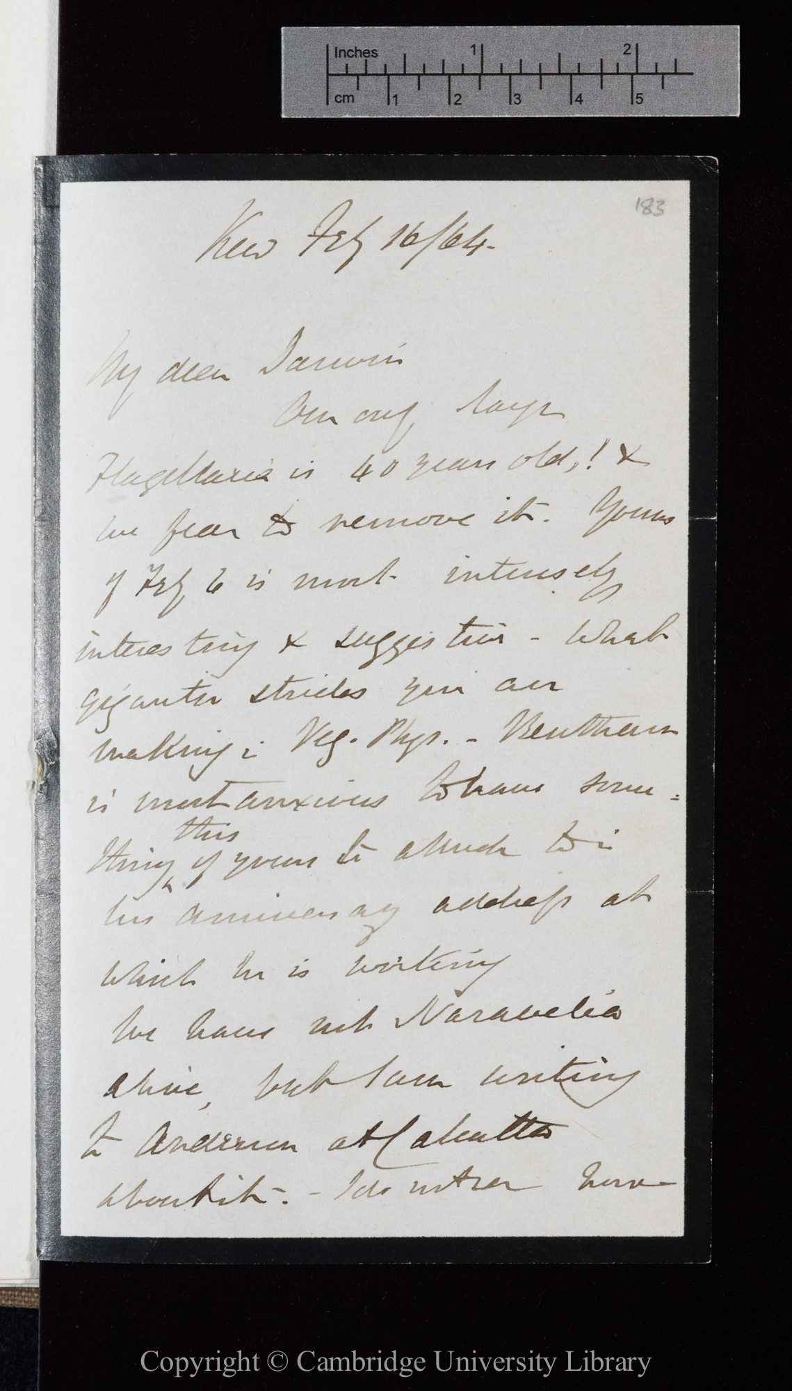 Letter from J. D. Hooker to C. R. Darwin   16 February 1864