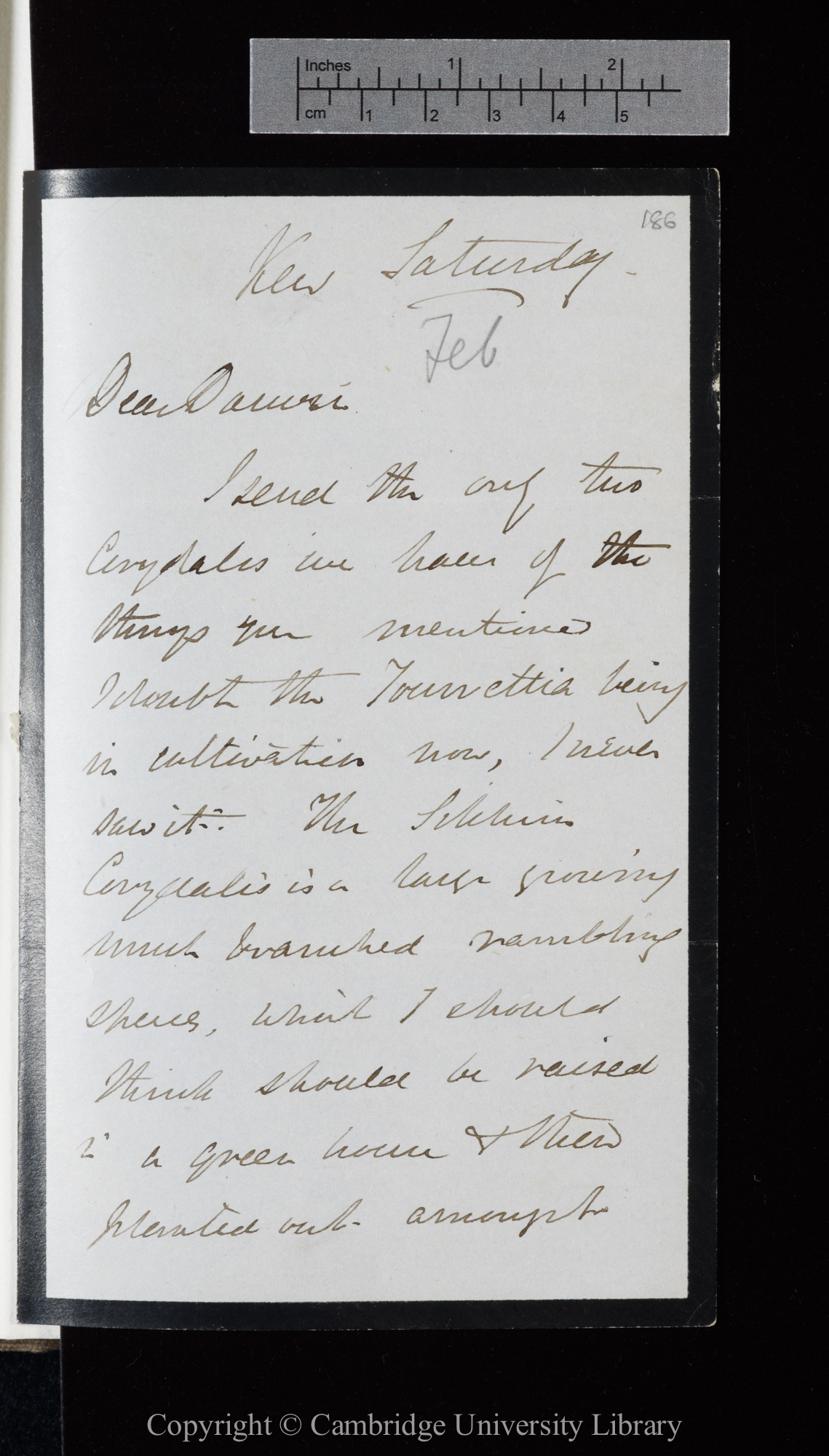 Letter from J. D. Hooker to C. R. Darwin   [20 February 1864]