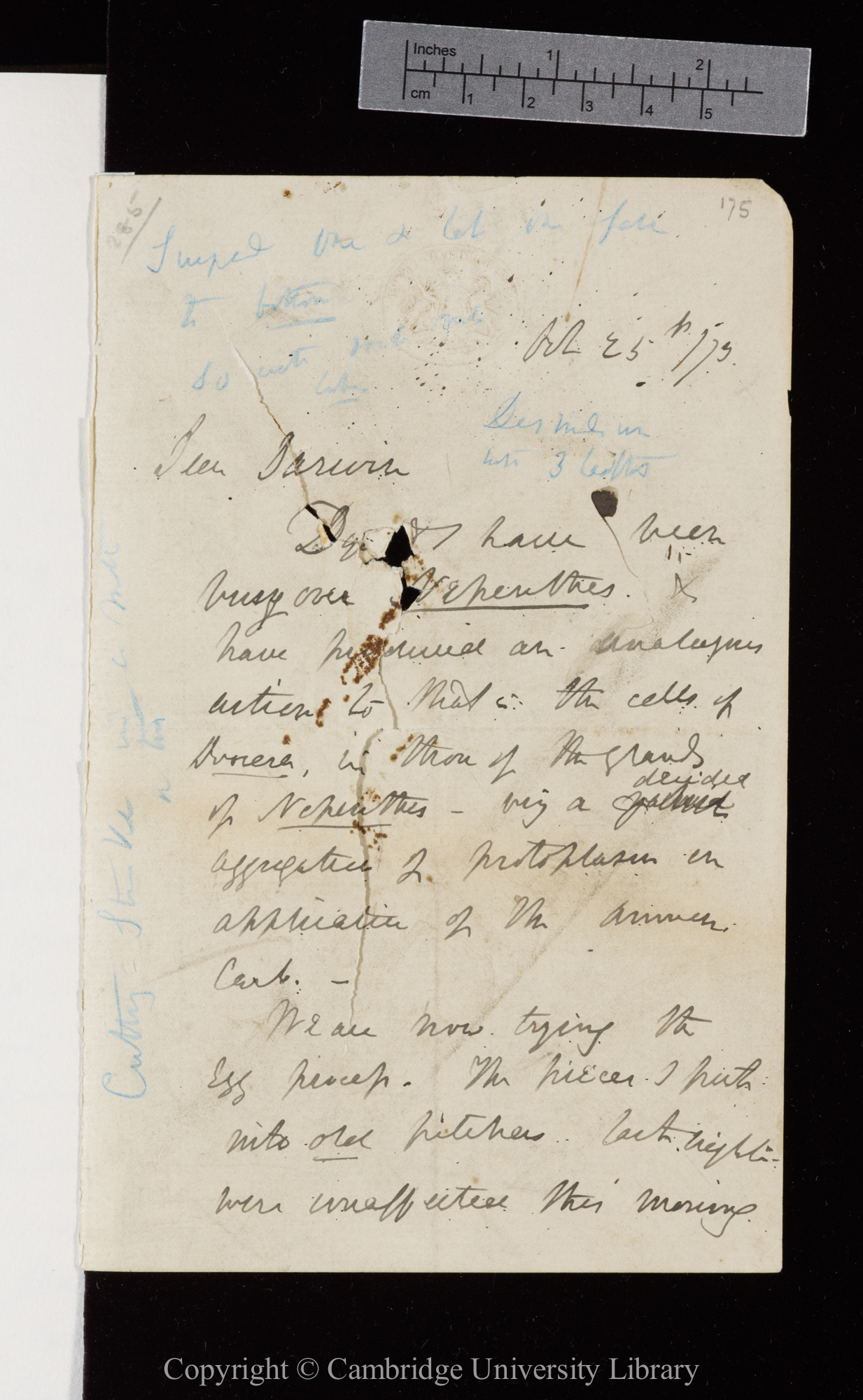 Letter from J. D. Hooker to C. R. Darwin   25 October 1873
