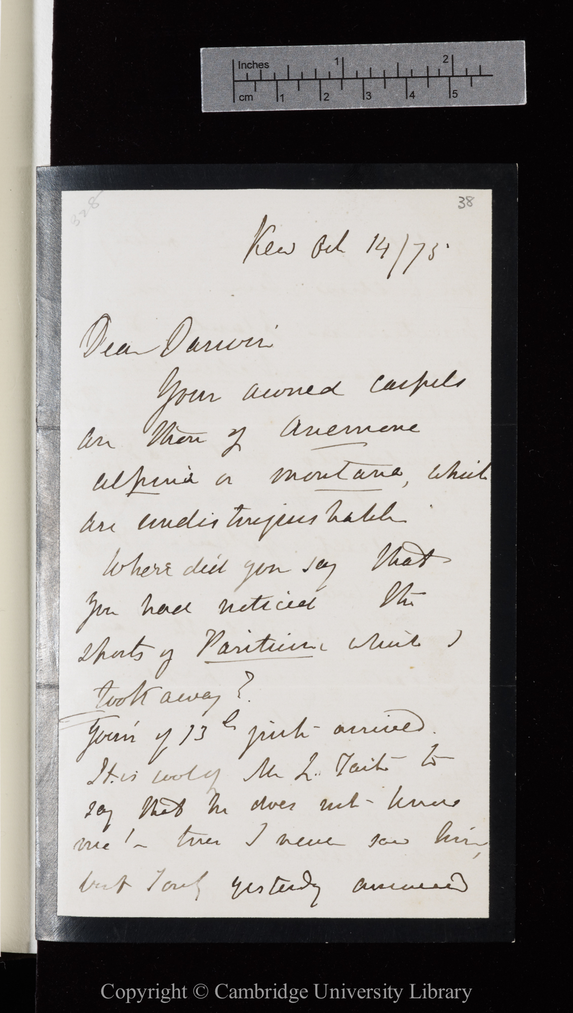 Letter from J. D. Hooker to C. R. Darwin   14 October 1875
