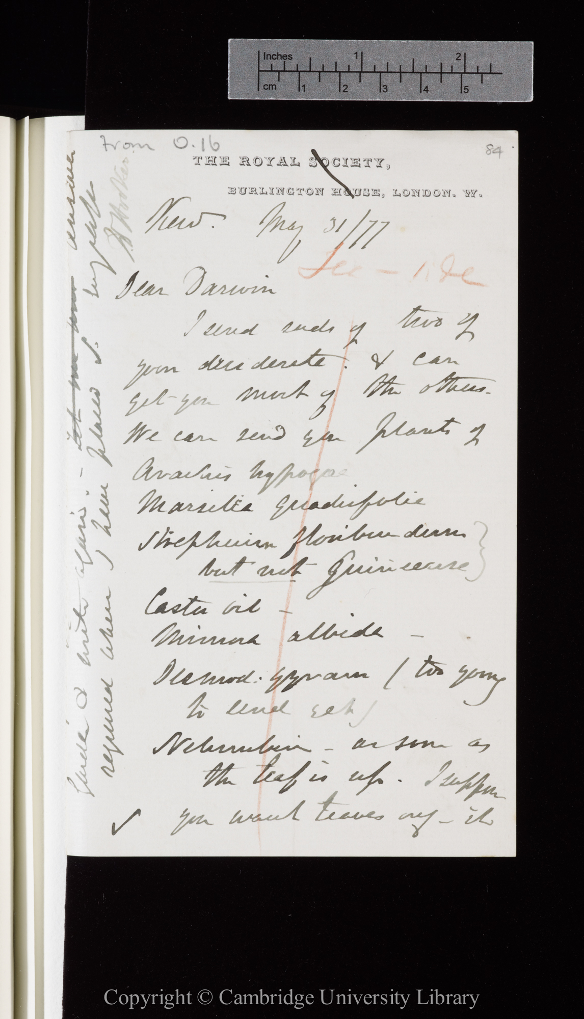 Letter from J. D. Hooker to C. R. Darwin   31 May 1877