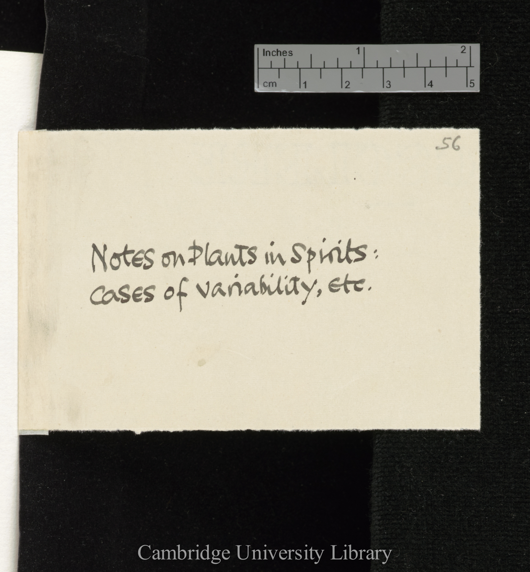 wrapper for items DAR 107: 57- annotated &#39;Notes on Plants in Spirits cases of variability etc&#39;