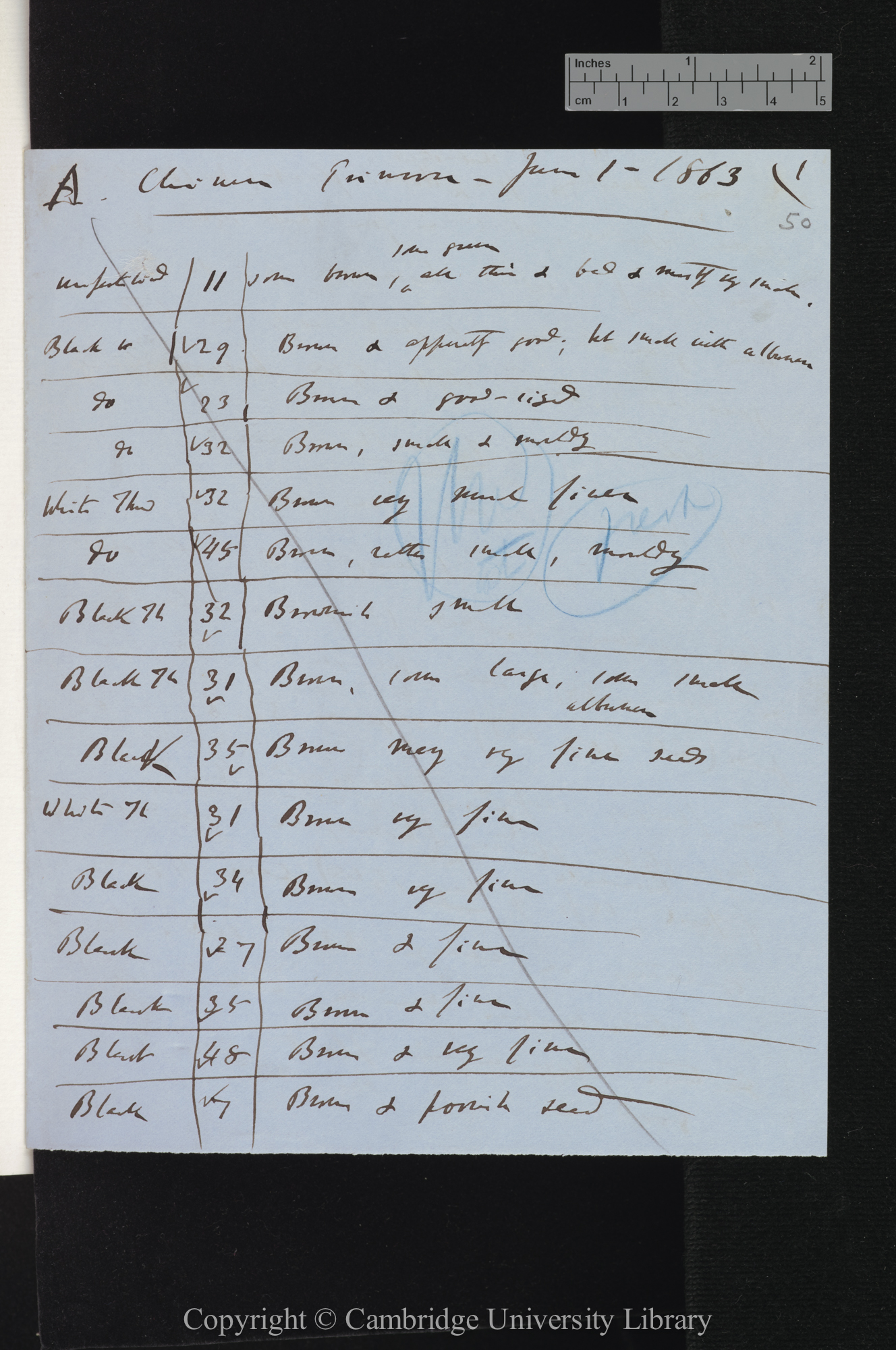 Chinese Primrose [tables of observations on colour and size of seeds,  conclusions]