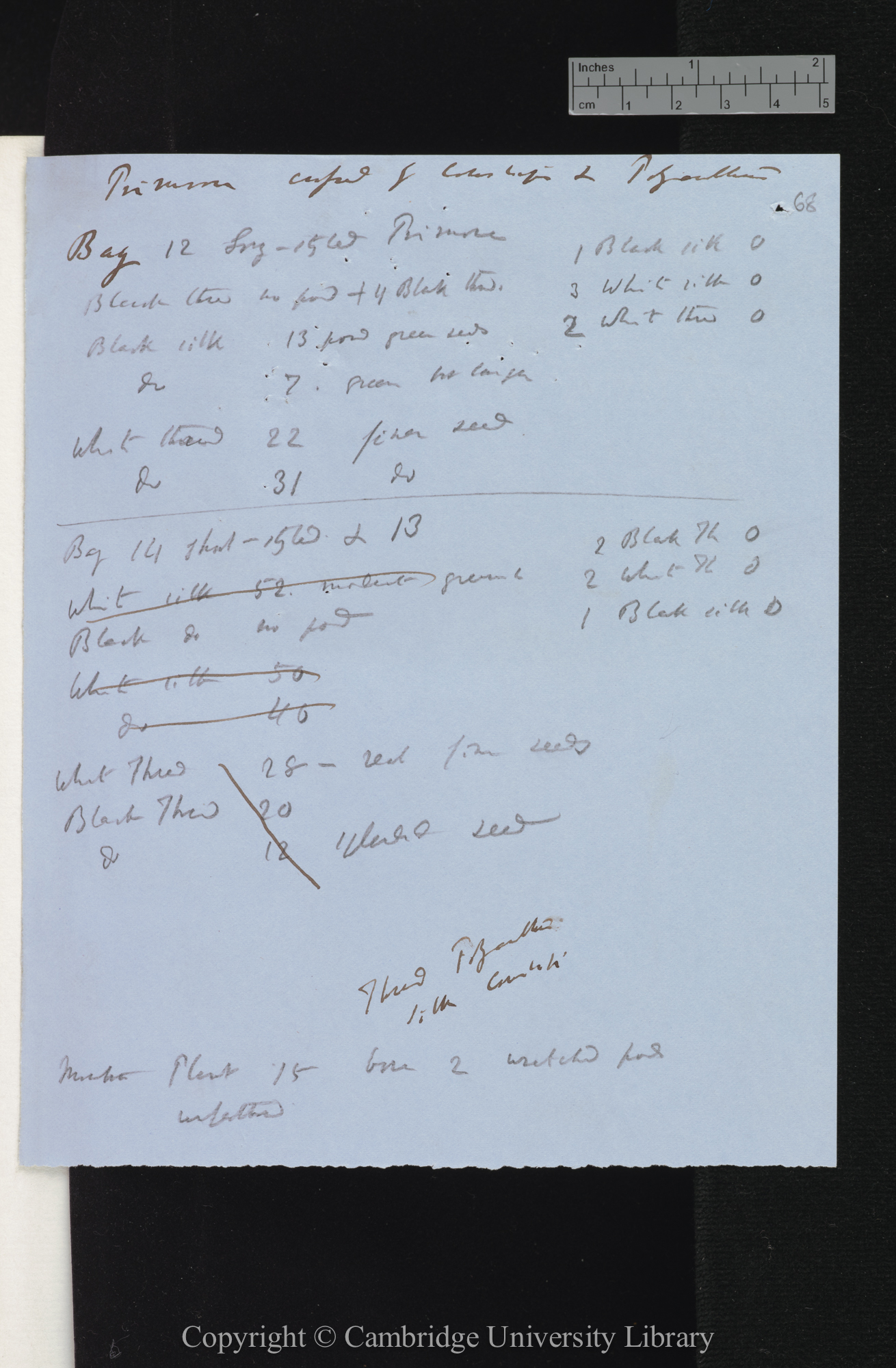 Primrose crossed by Cowslips &amp; Polyanthus [tables  conclusions and observations