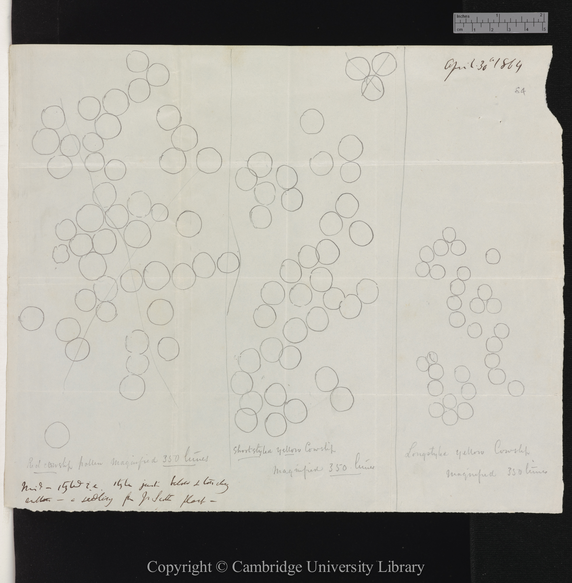 drawings of magnified seed and pollen from Cowslips