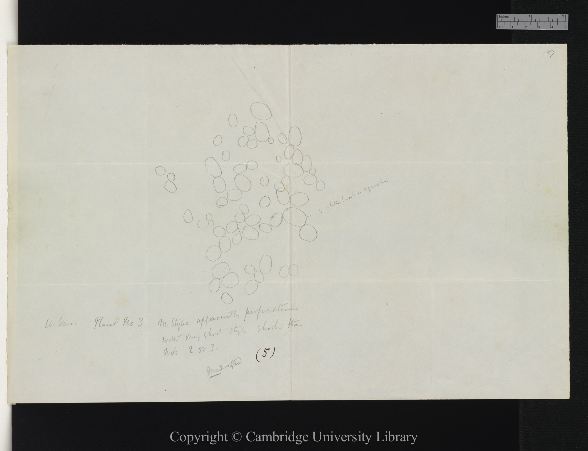 drawings of magnified seed and pollen from Cowslips