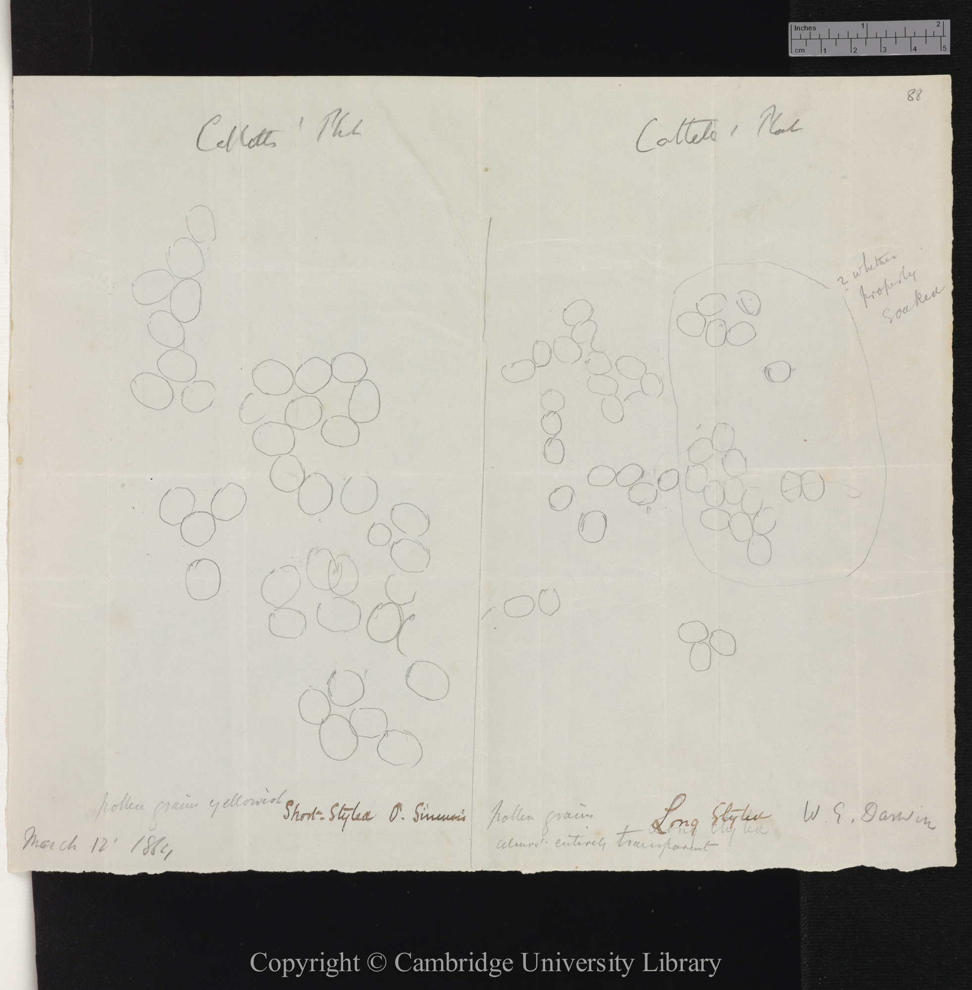 drawings of magnified seed and pollen from Cowslips