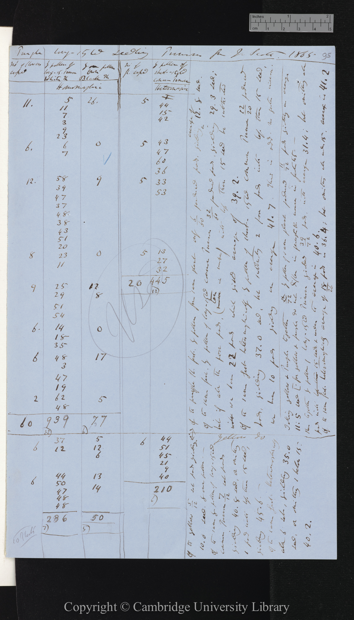 Purple long-styled seedling Primroses from J Scott [with table comparing numbers of seeds in homomorphic and heteromorphic plants]