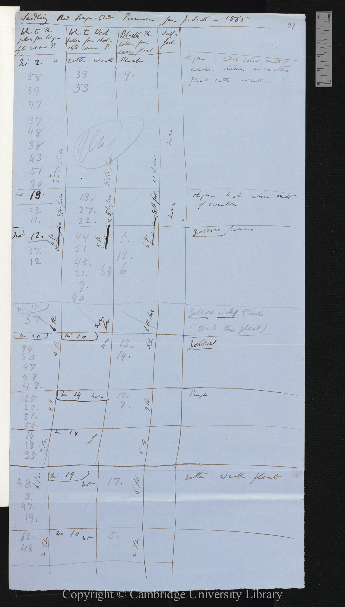 Seeding Red Long-styled Primroses from J Scott [tables comparing numbers of seeds set by different crosses]