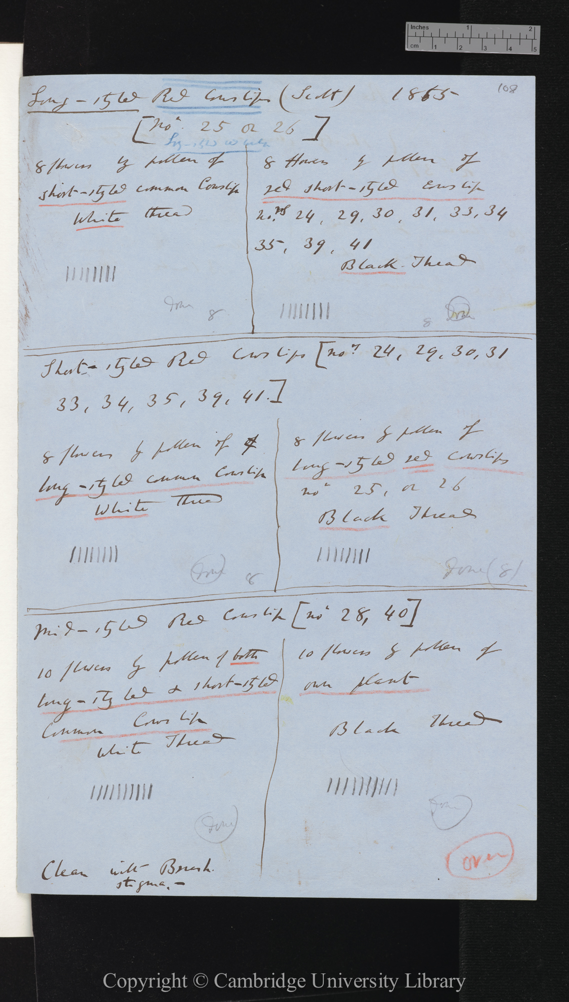 [Red Cowslips and common cowslips  long- mid- and short-styled; tables comparing numbers of seeds set by different crosses]