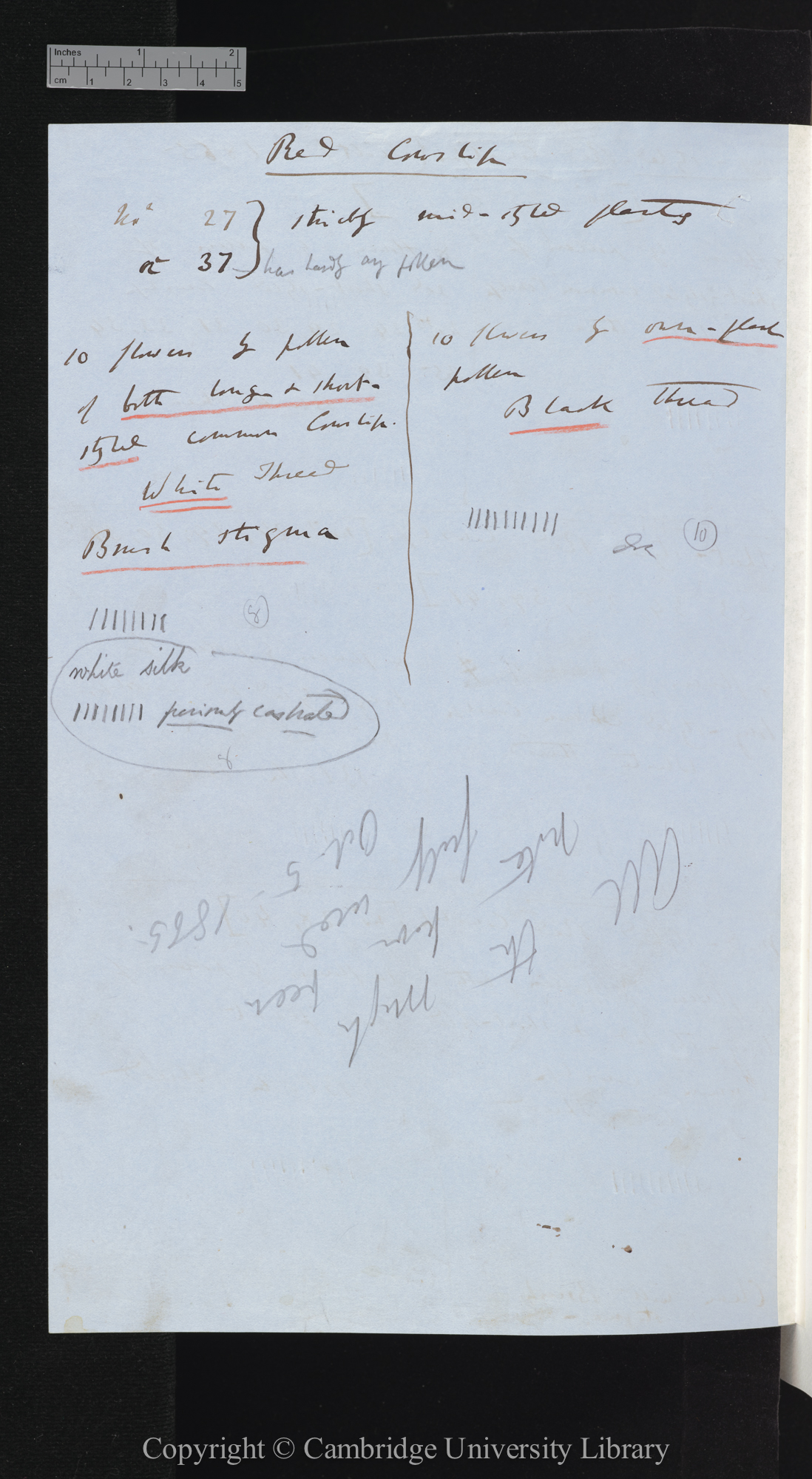 [Red Cowslips and common cowslips  long- mid- and short-styled; tables comparing numbers of seeds set by different crosses]