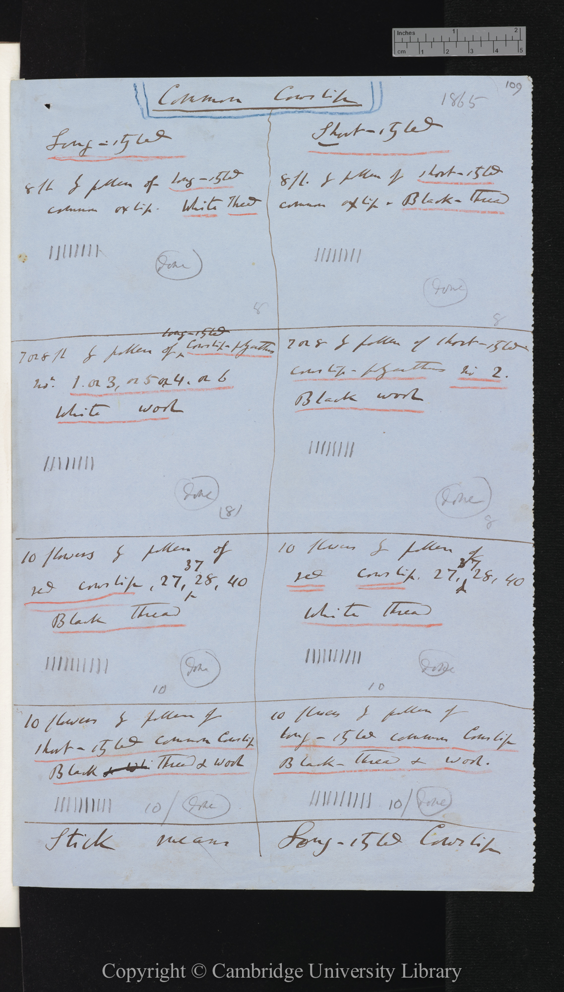 [Red Cowslips and common cowslips  long- mid- and short-styled; tables comparing numbers of seeds set by different crosses]