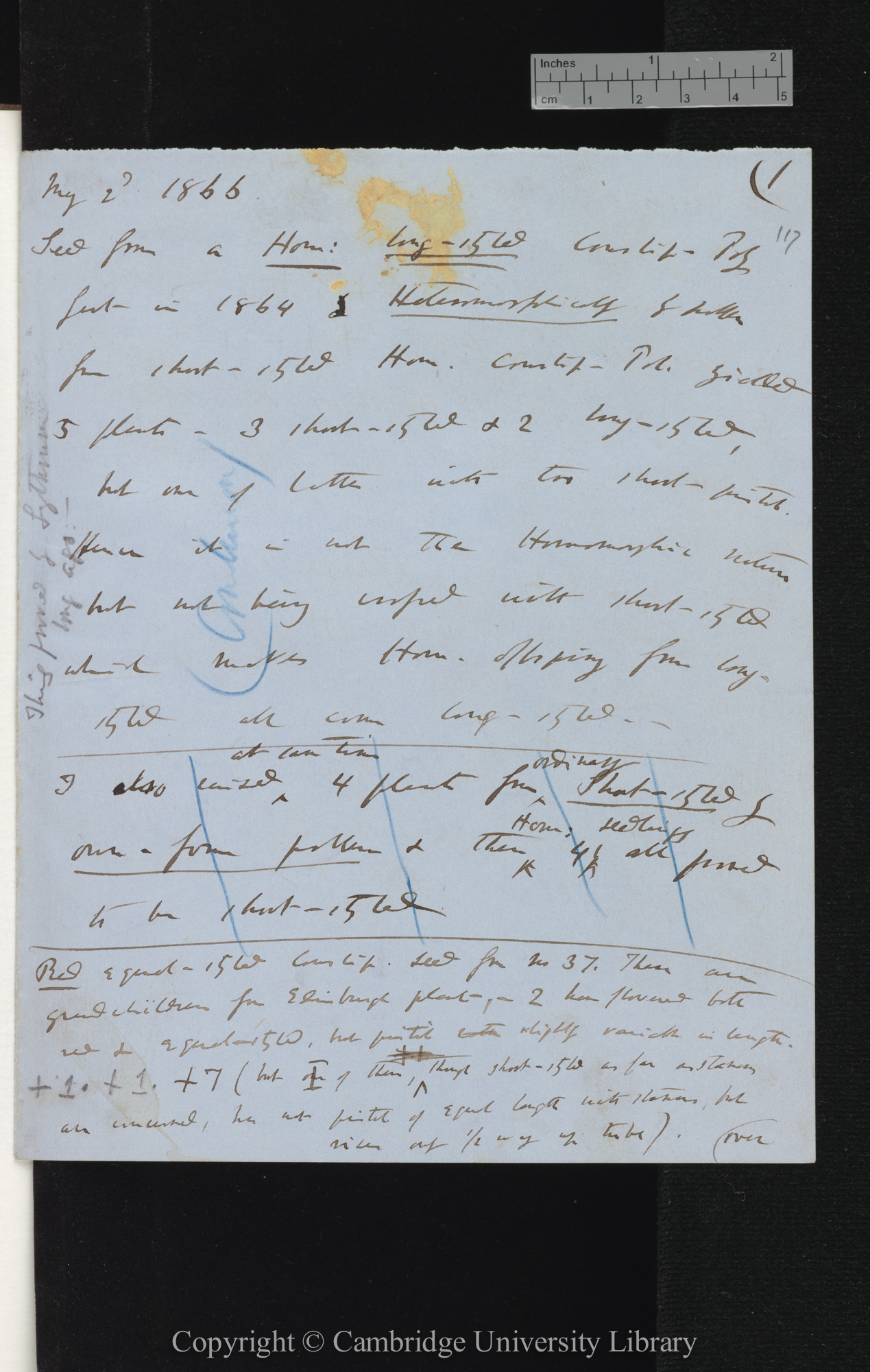 Seed from a Hom[omorphic] Long-styled Cowslip-Poly[anthus] fert[ilised] in 1864 Heteromorphically [with tables totalling numbers of seeds]