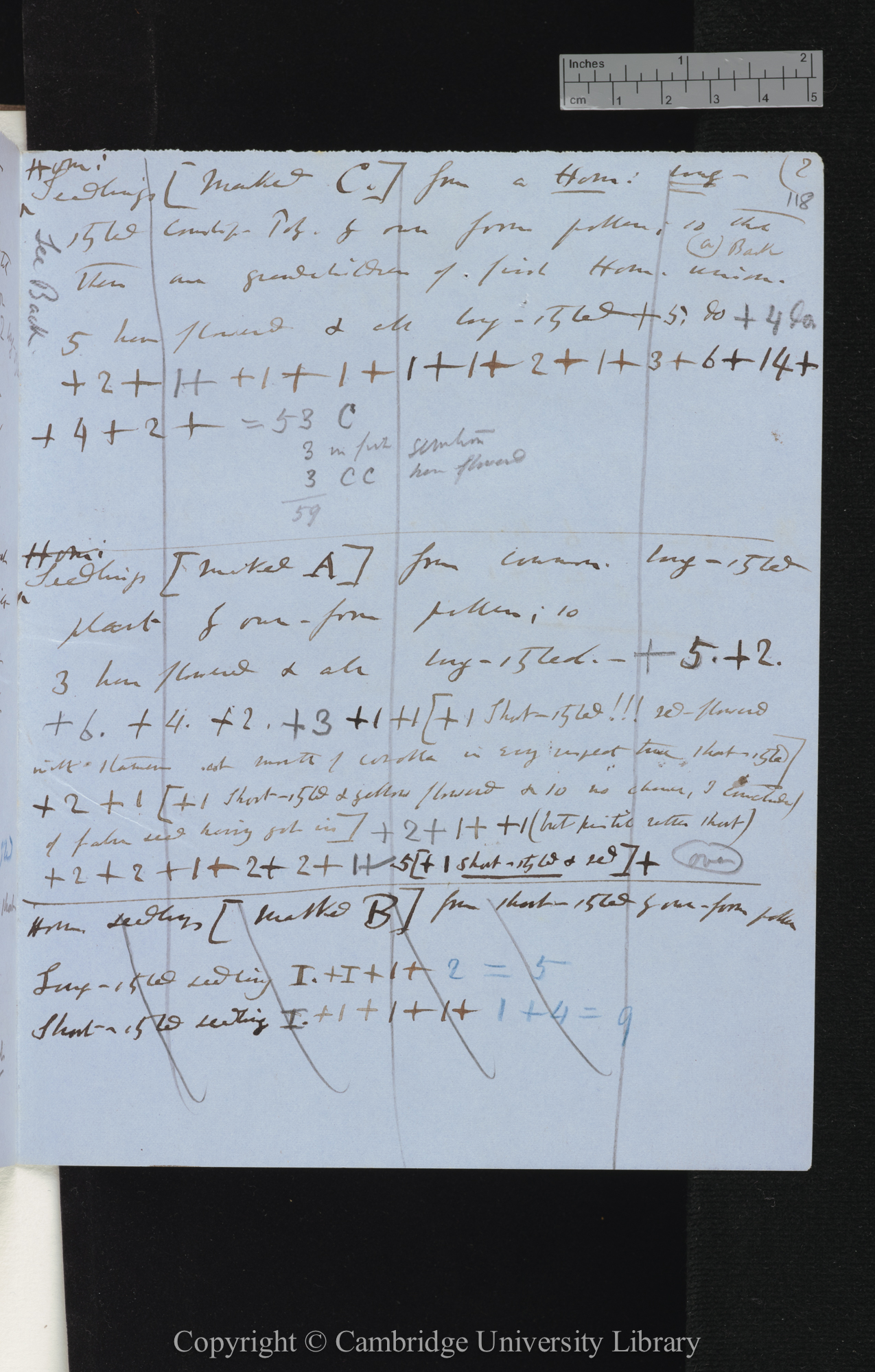 Seed from a Hom[omorphic] Long-styled Cowslip-Poly[anthus] fert[ilised] in 1864 Heteromorphically [with tables totalling numbers of seeds]