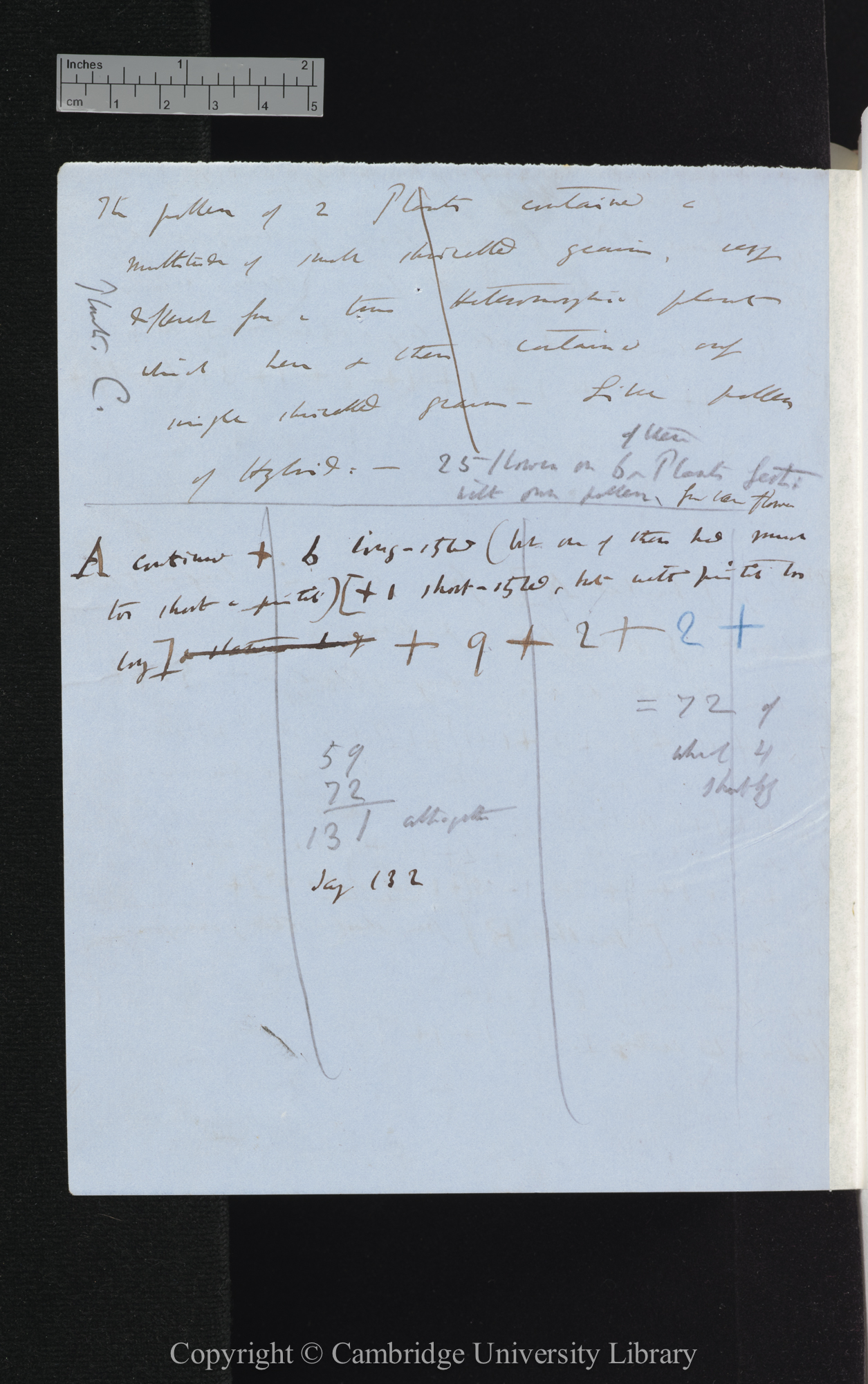 Seed from a Hom[omorphic] Long-styled Cowslip-Poly[anthus] fert[ilised] in 1864 Heteromorphically [with tables totalling numbers of seeds]