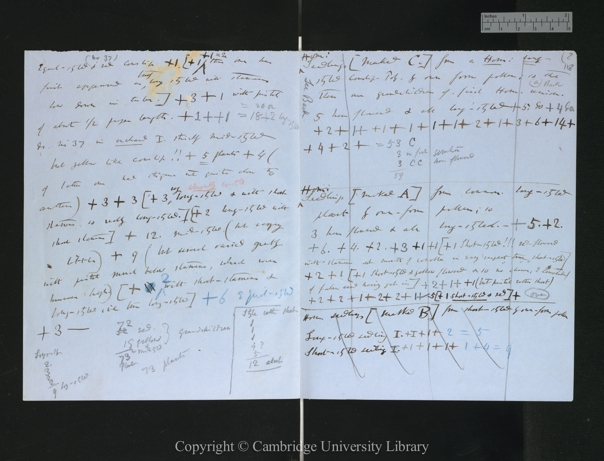 Seed from a Hom[omorphic] Long-styled Cowslip-Poly[anthus] fert[ilised] in 1864 Heteromorphically [with tables totalling numbers of seeds]