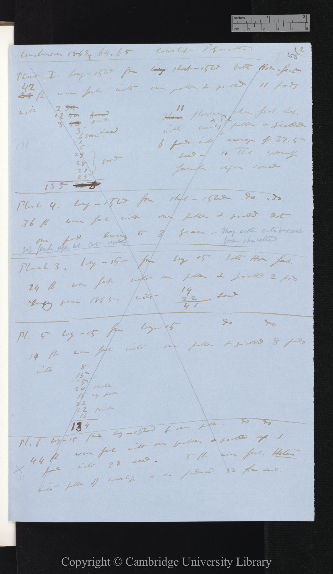 Conclusions 63, 64, 65 - Cowslip-Polyanthus [with tables concerning plants numbered 1, 4, 3, 5, 6]