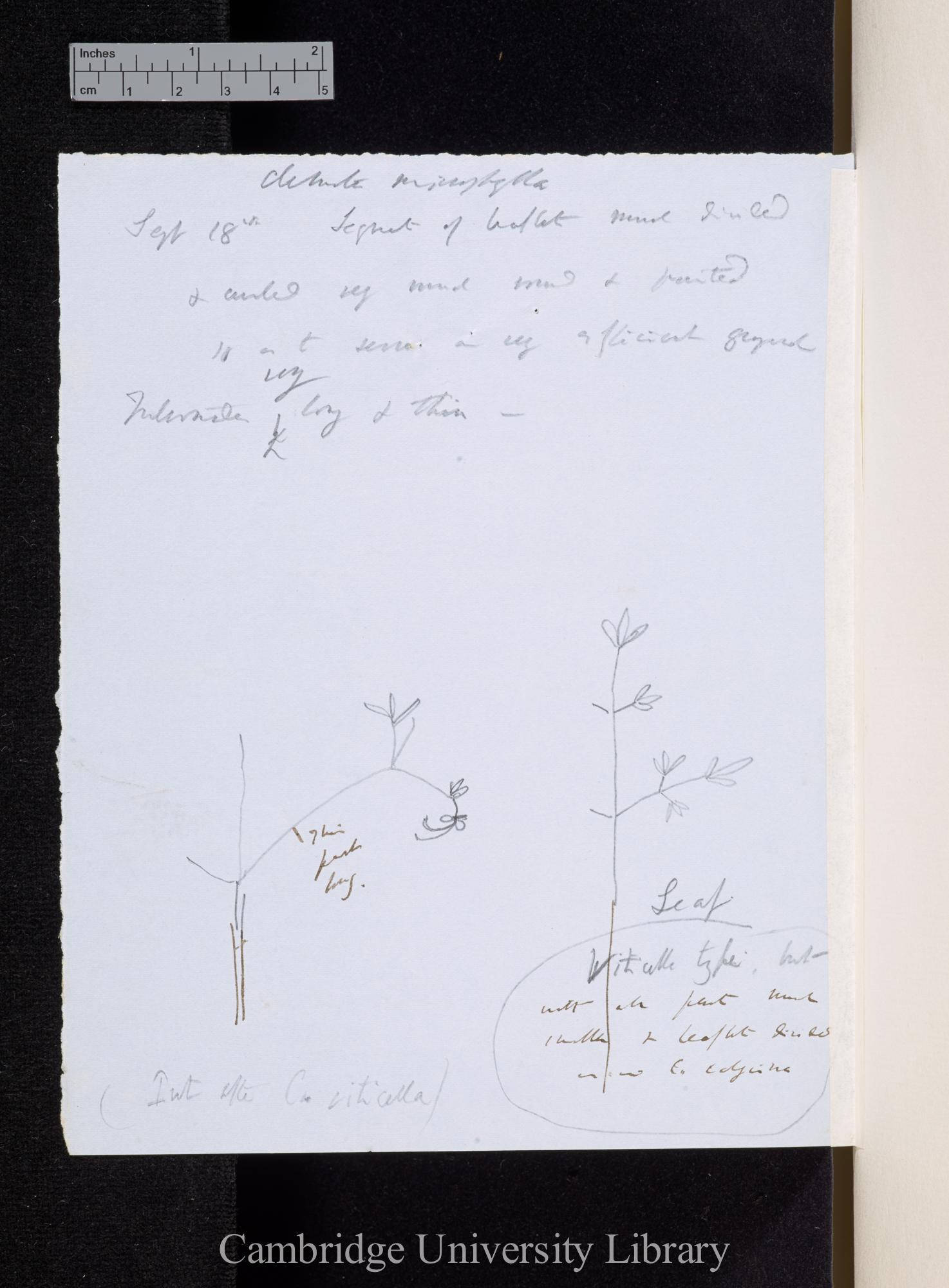 Clematis microphylla (var leptophylla) [with diagram]