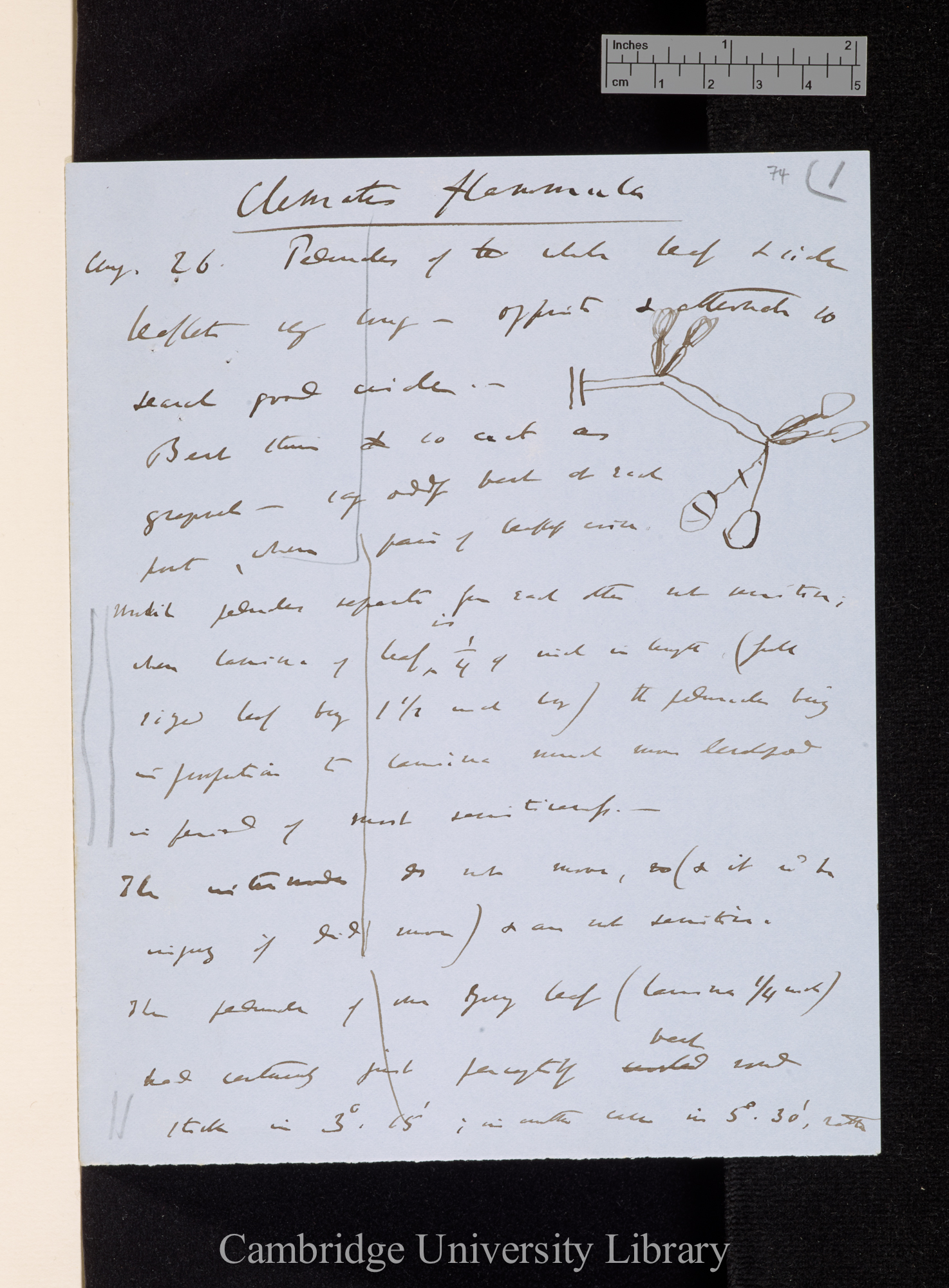 Clematis flammula / Peduncles of the whole leaf &amp; side leaflets very long [with diagram]