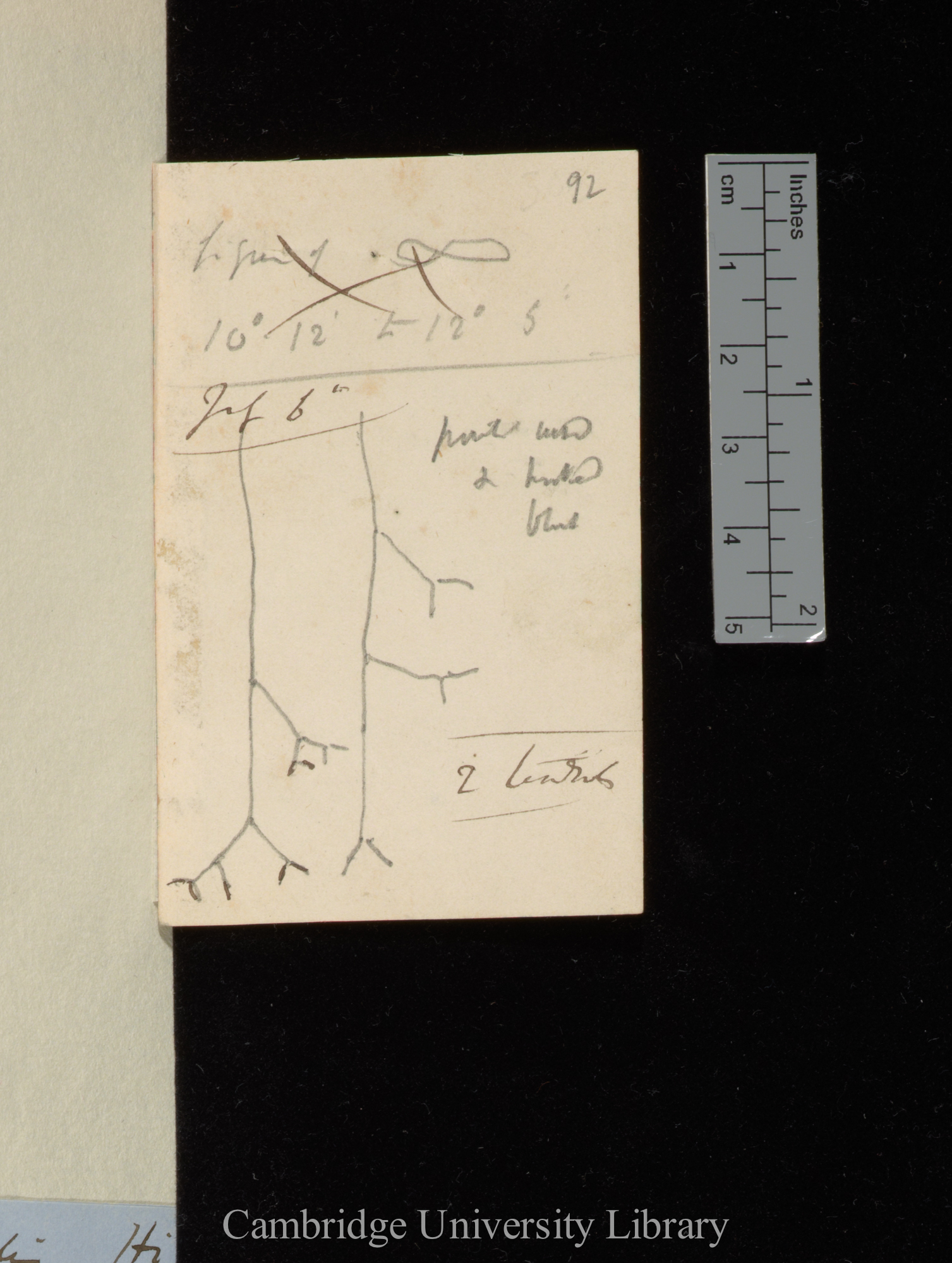 [plant unknown] [diagram]