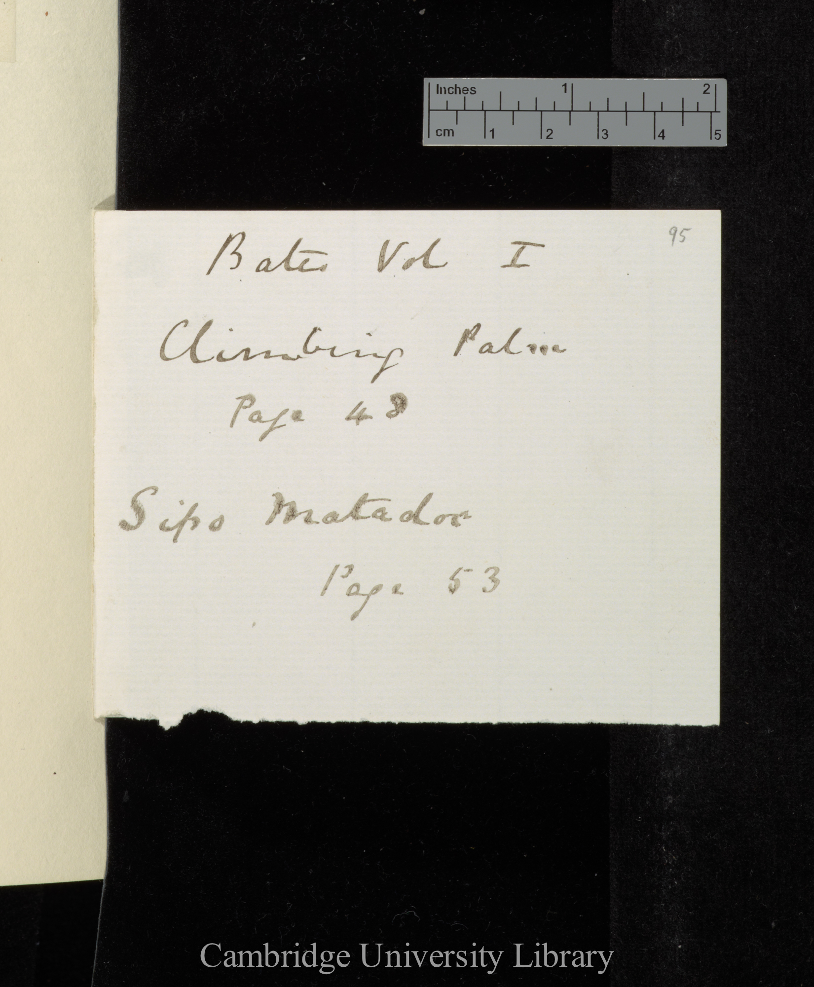 Bates Vol I Climbing Palm p 48 Sipo matador page 53 [ref only]