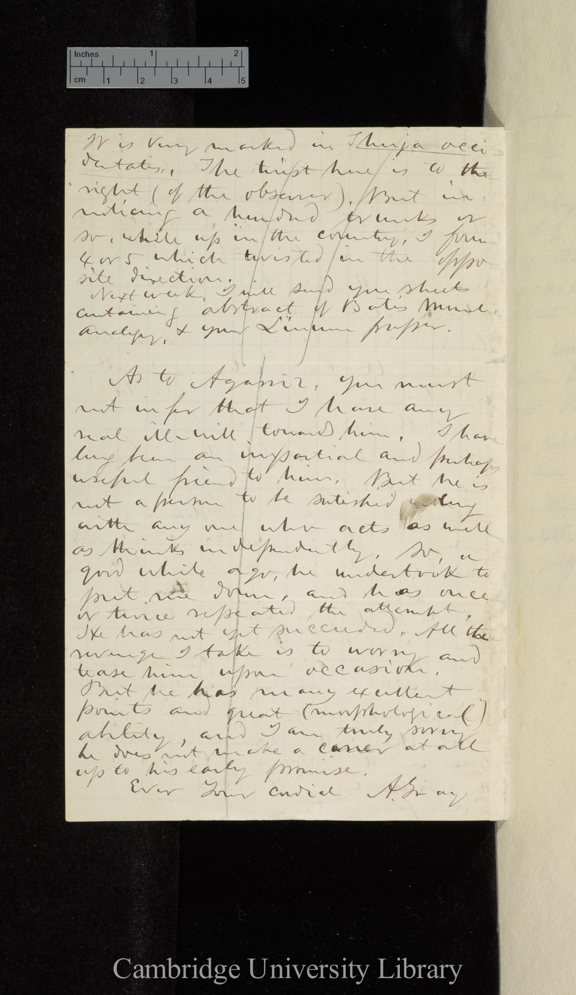 Asa Gray to Charles Robert Darwin