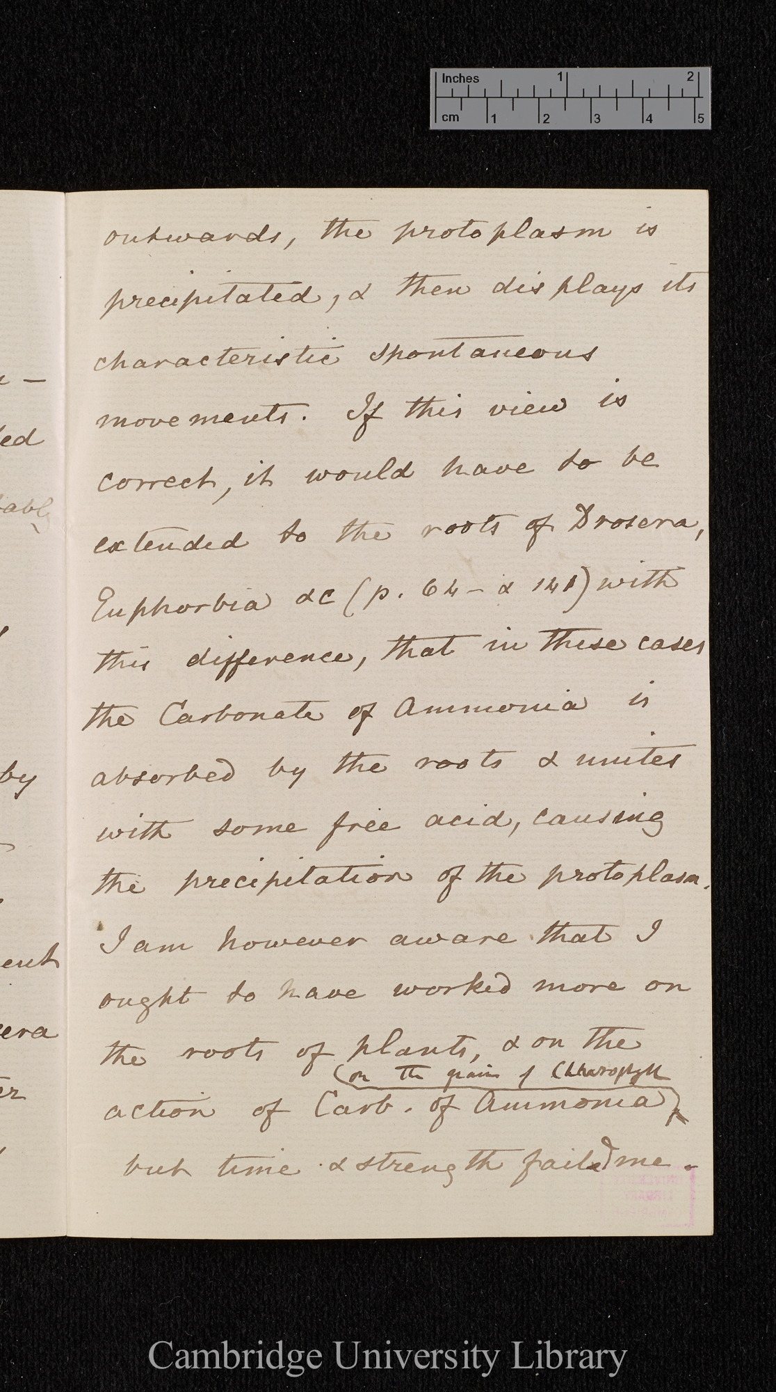 Charles Robert Darwin to Ferdinand Cohn